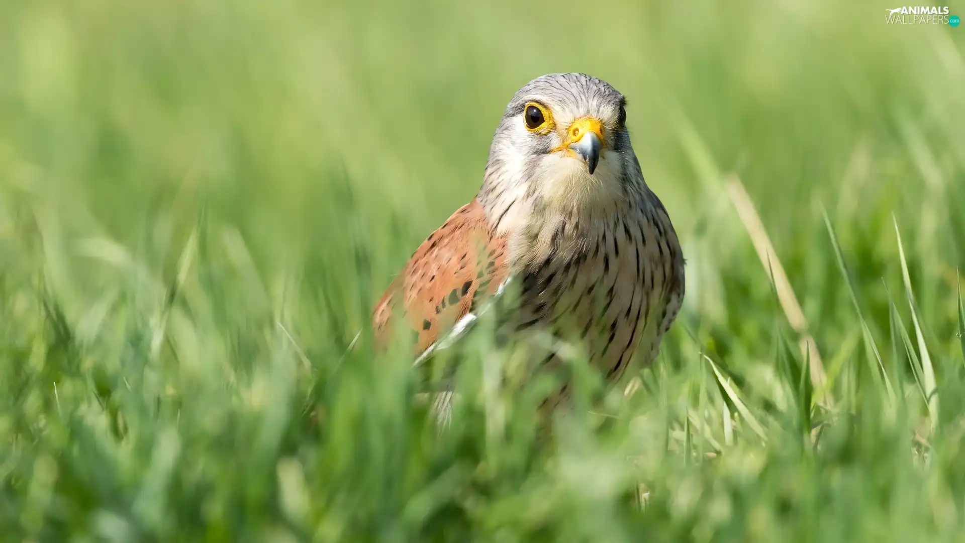 grass, Bird, kestrel