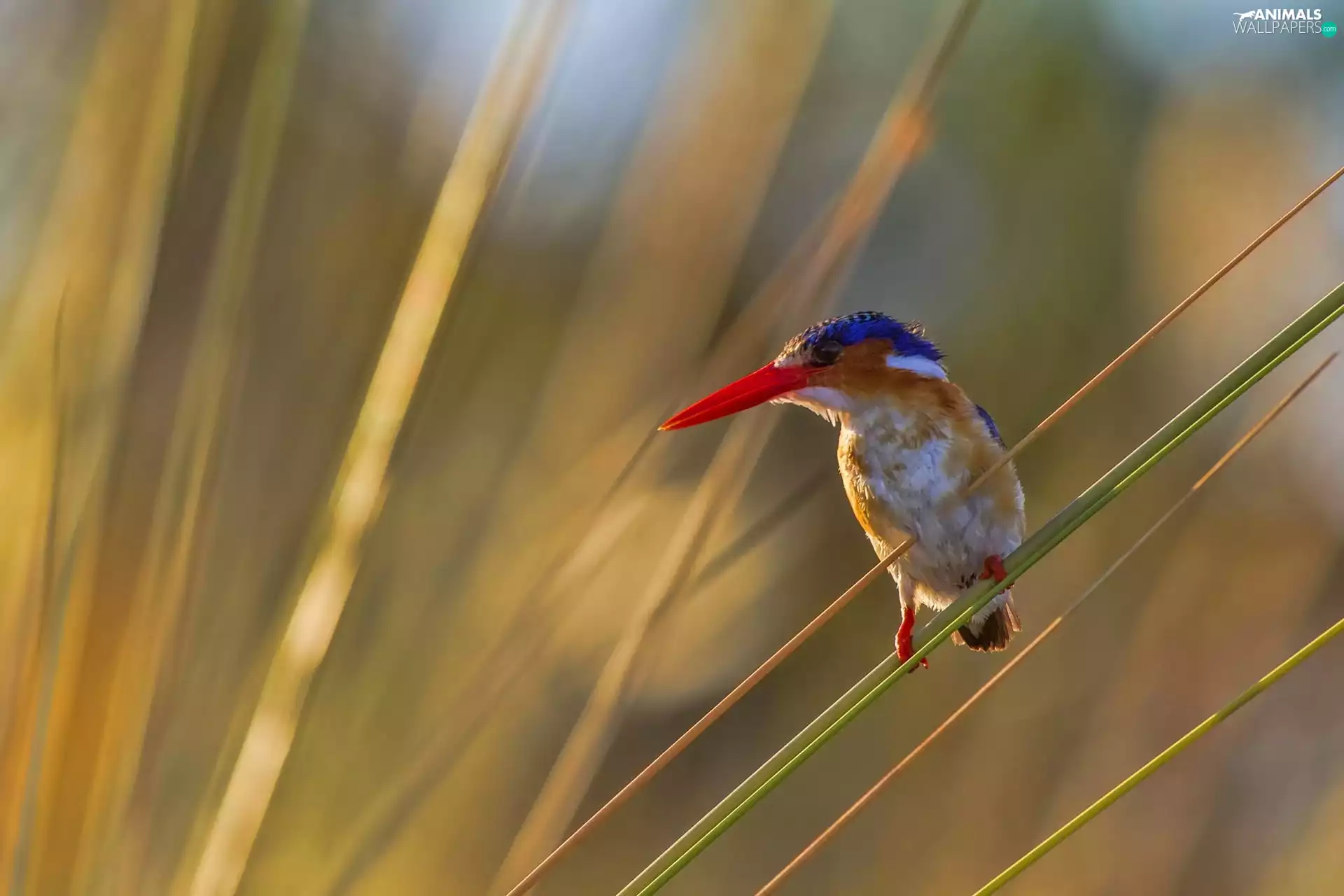 grass, Bird, kingfisher