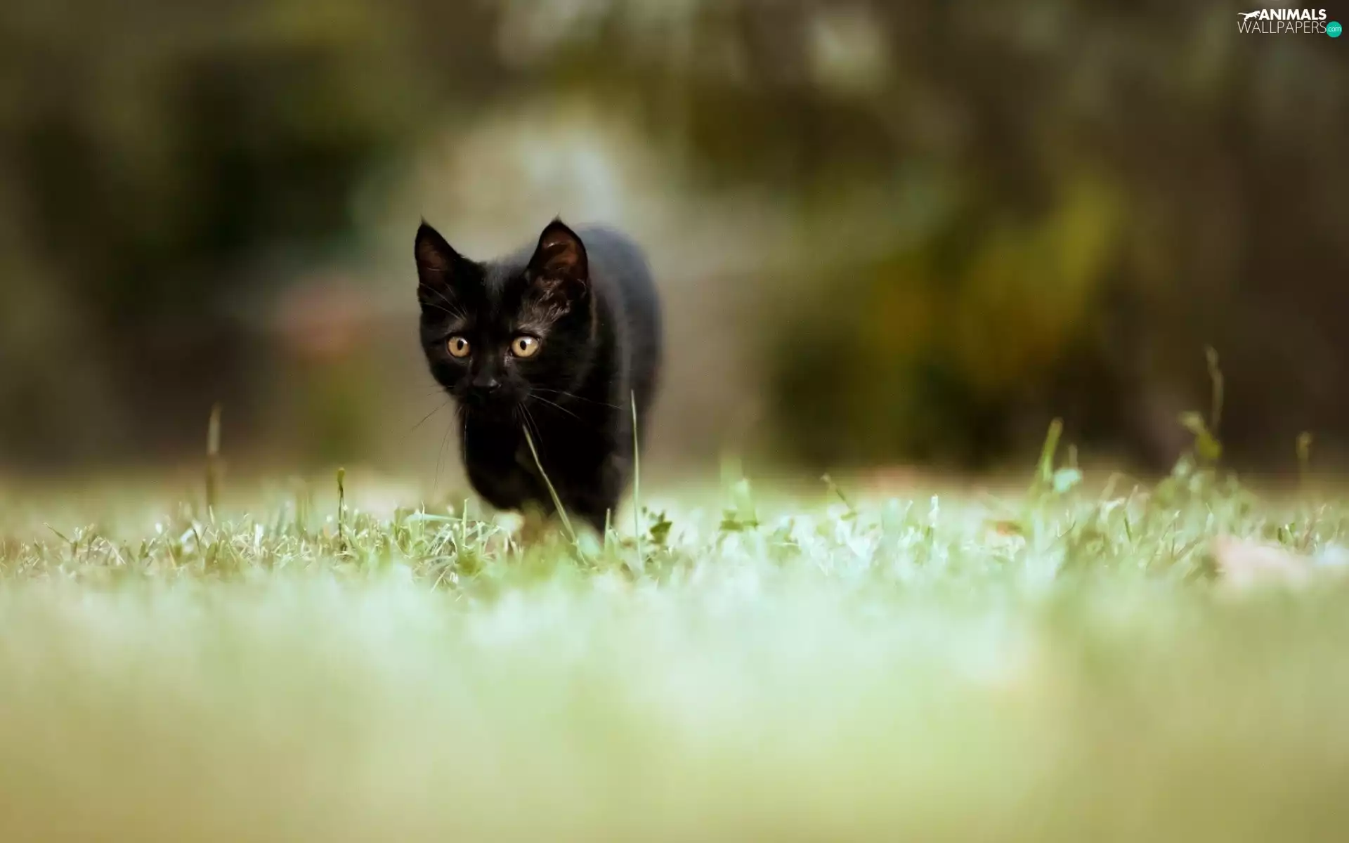 grass, Black, kitten