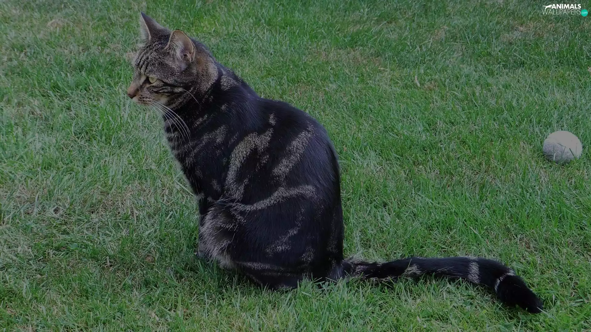 grass, Black, kitten