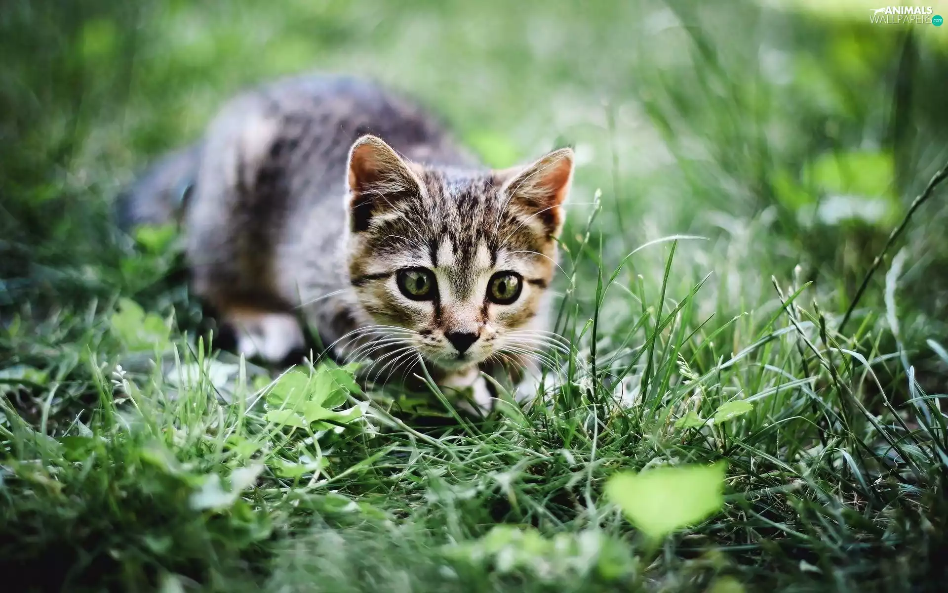 grass, cat, kitten