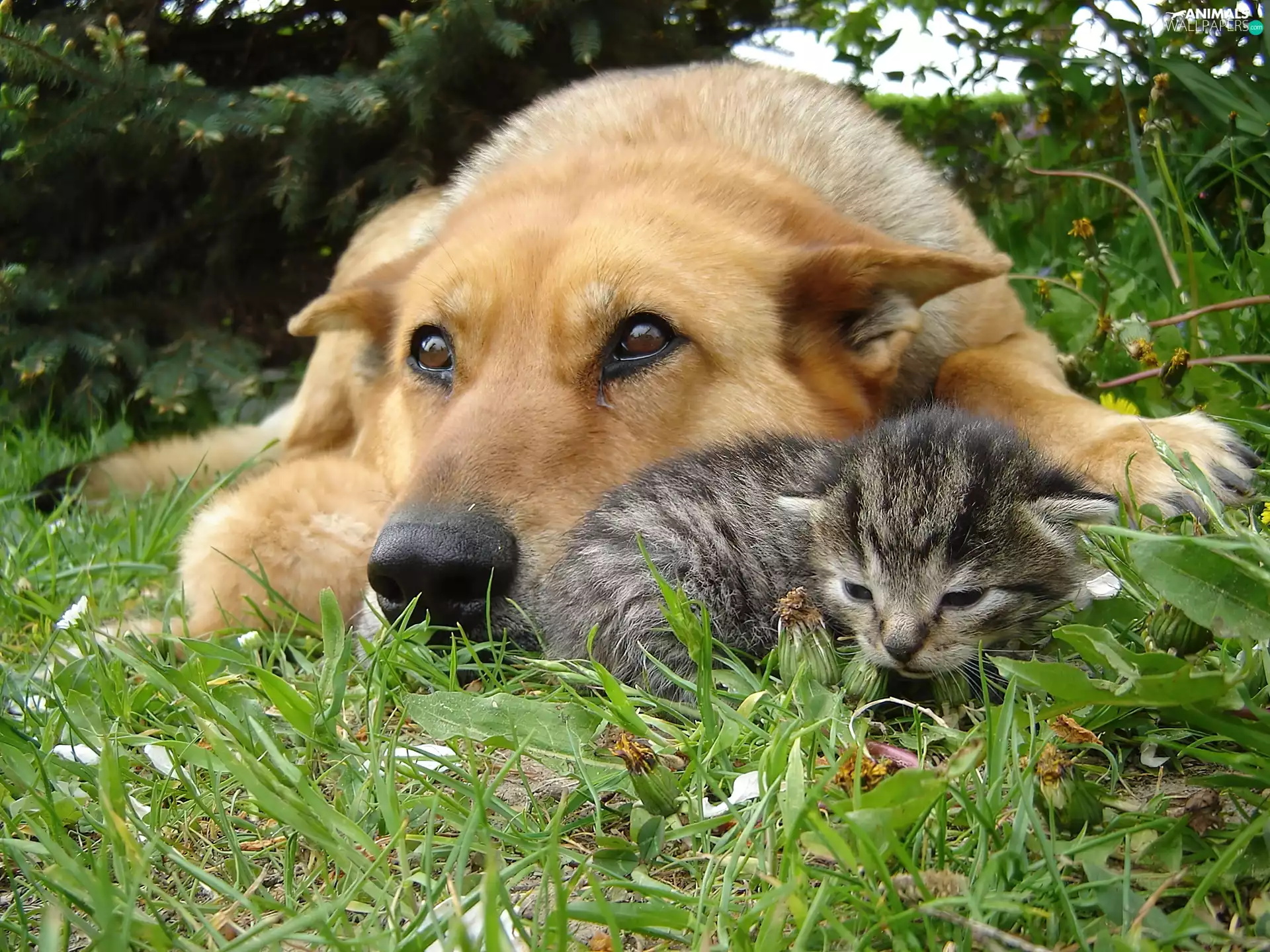 grass, dog, kitten