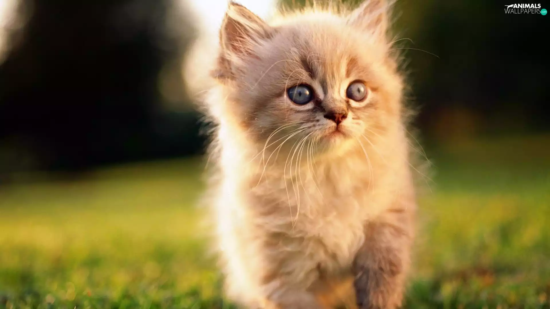 grass, ginger, kitten