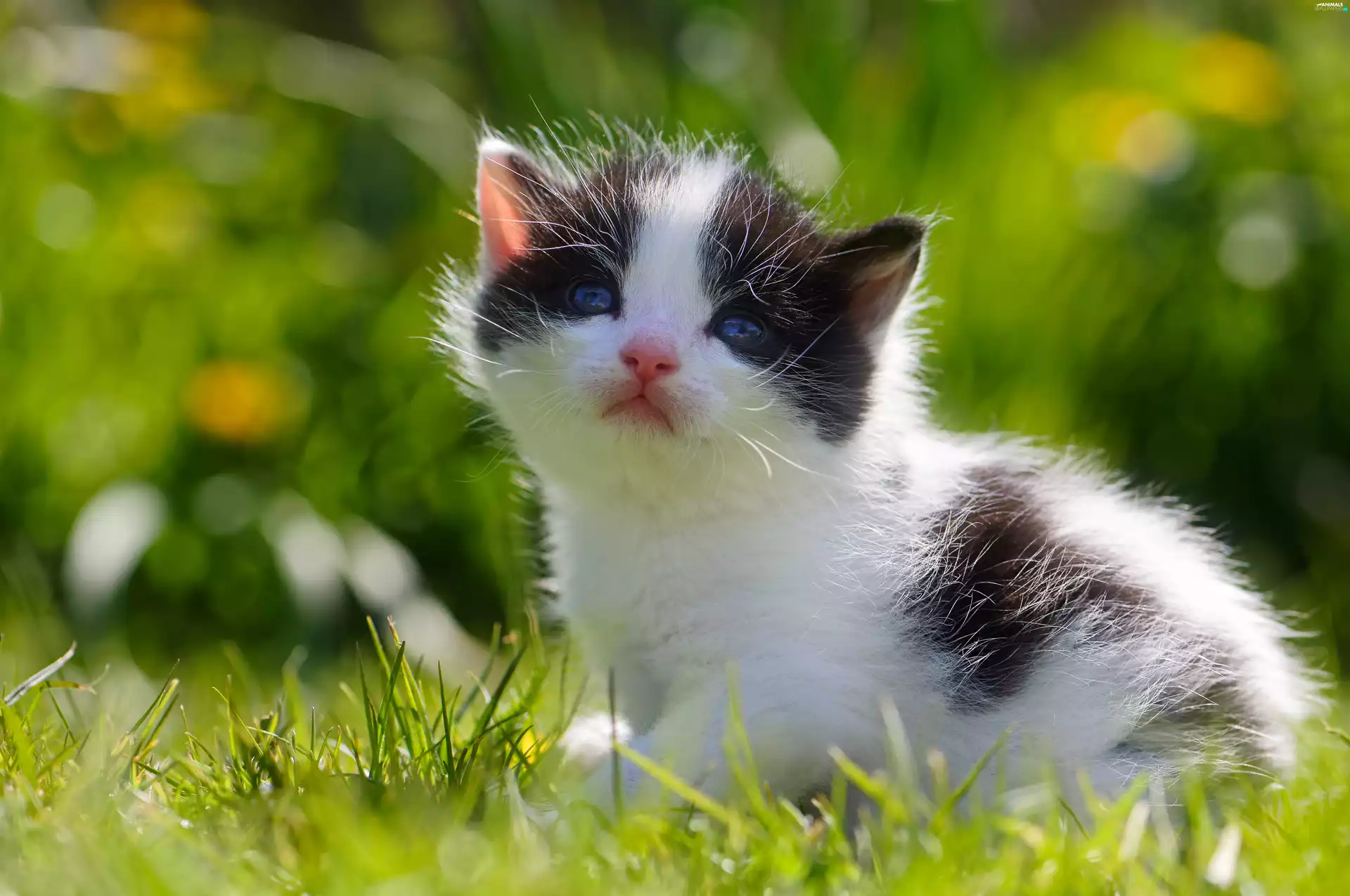 grass, honeyed, kitten