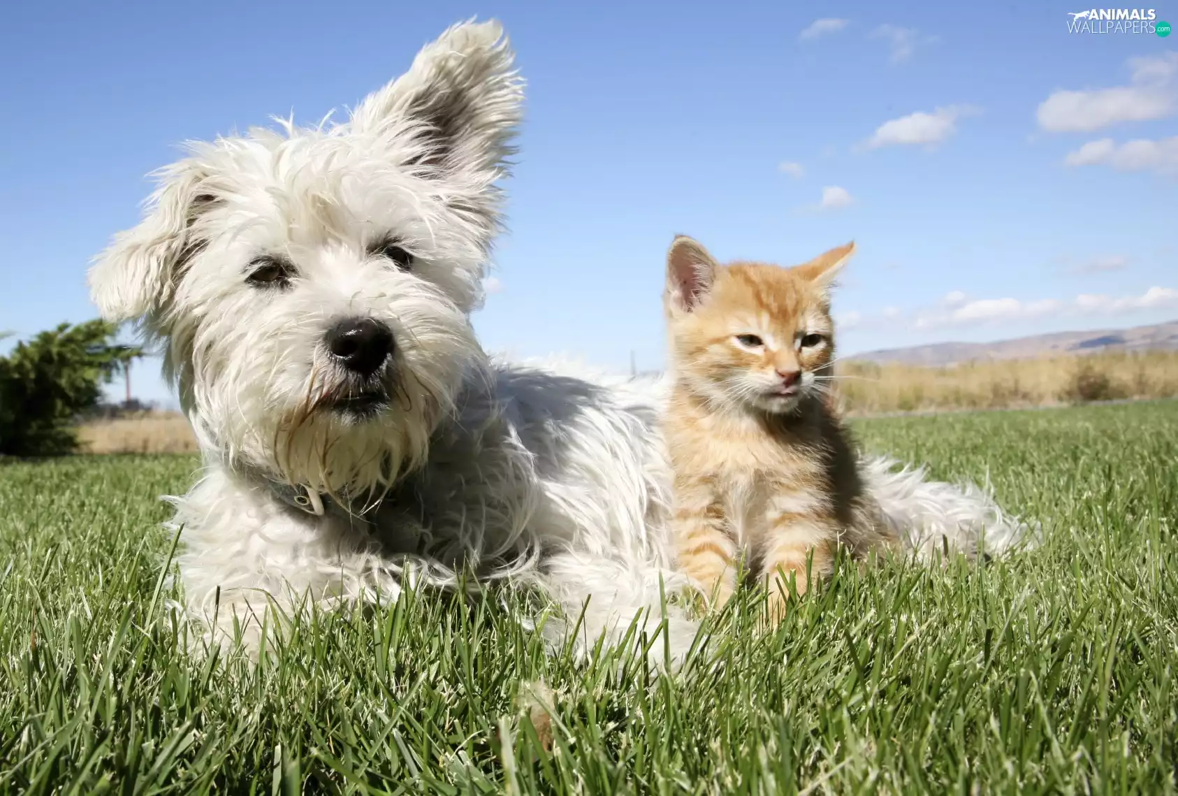 grass, Puppy, kitten