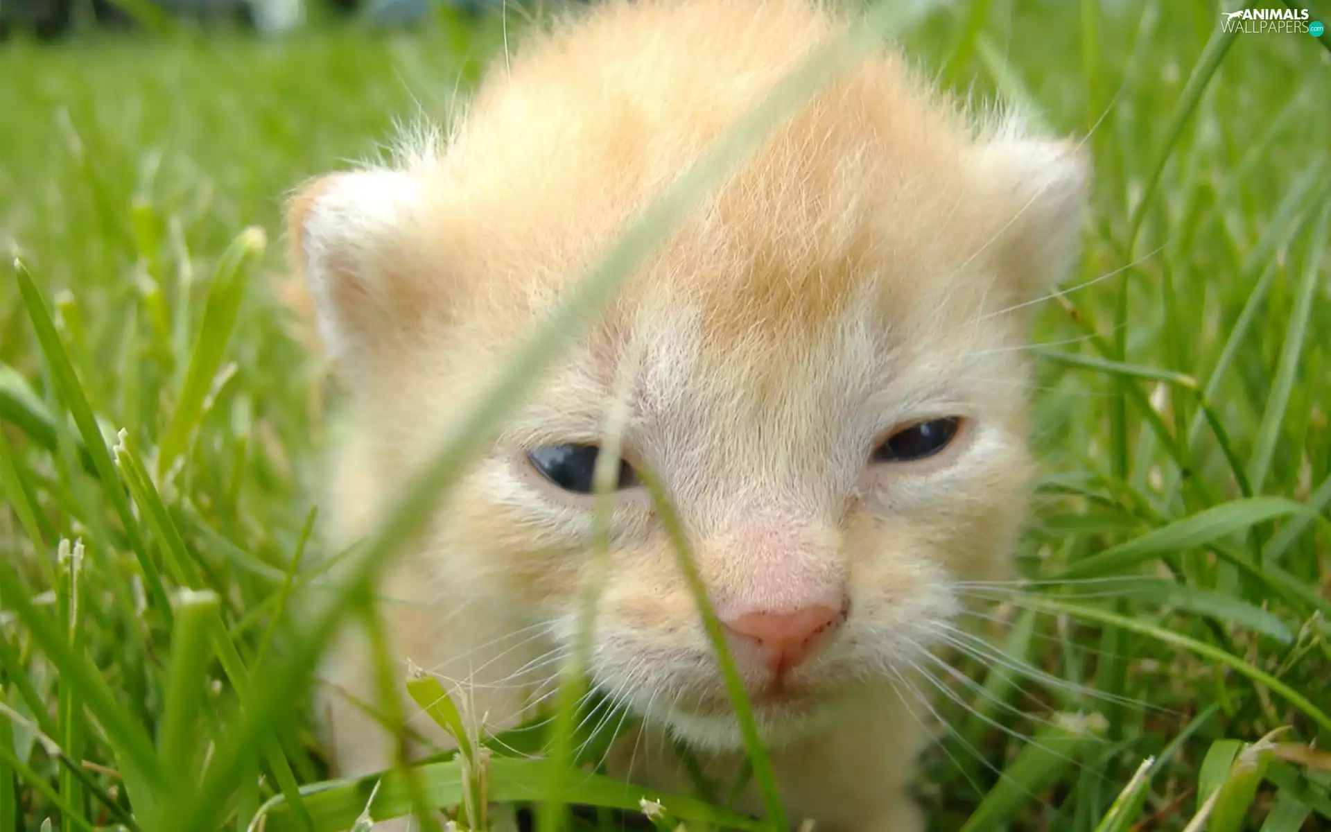 grass, small, kitten