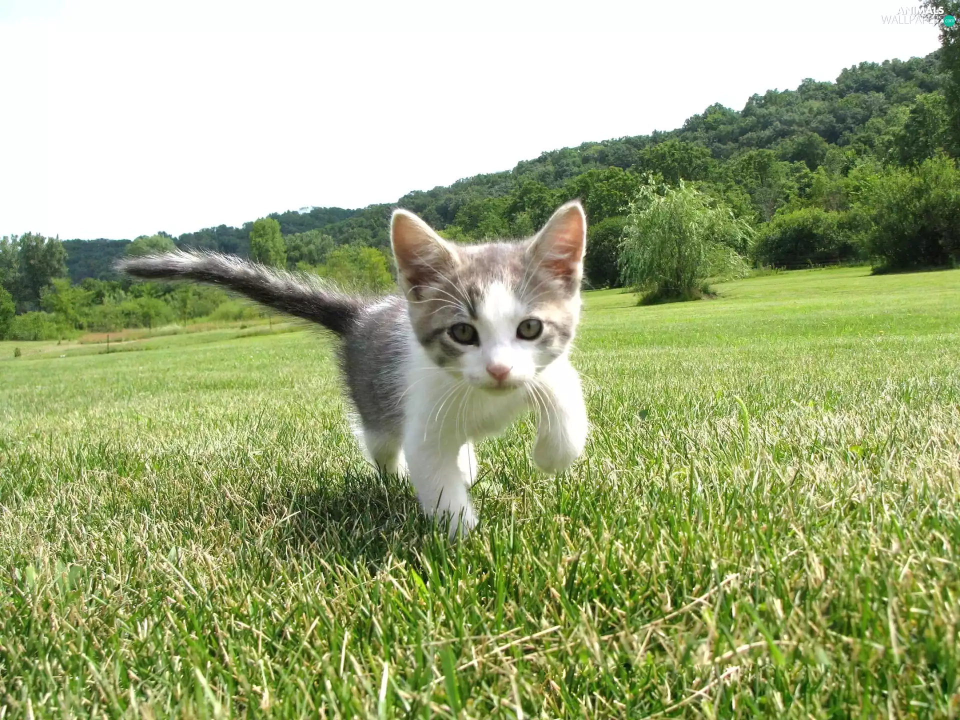 grass, small, kitten