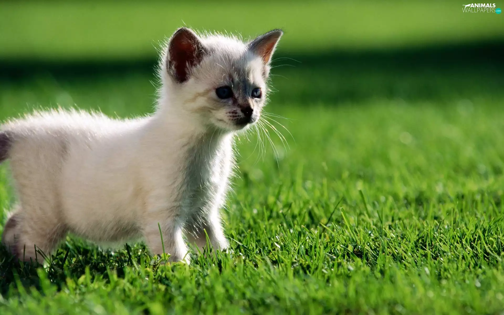 grass, small, kitten