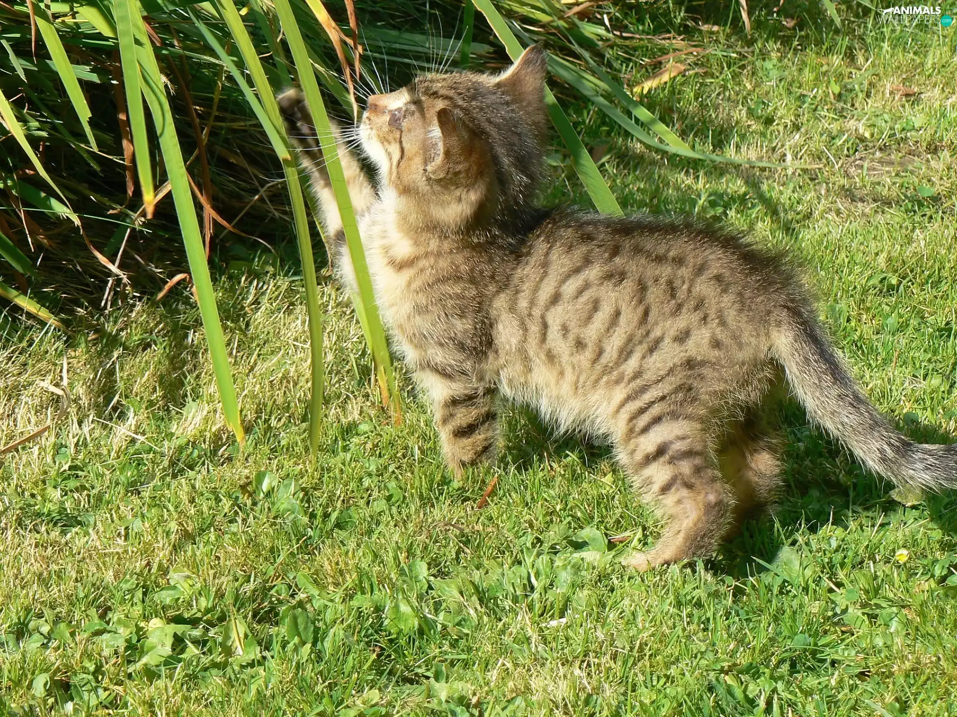 grass, small, kitten