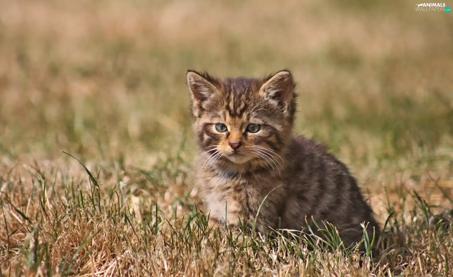 grass, small, kitten
