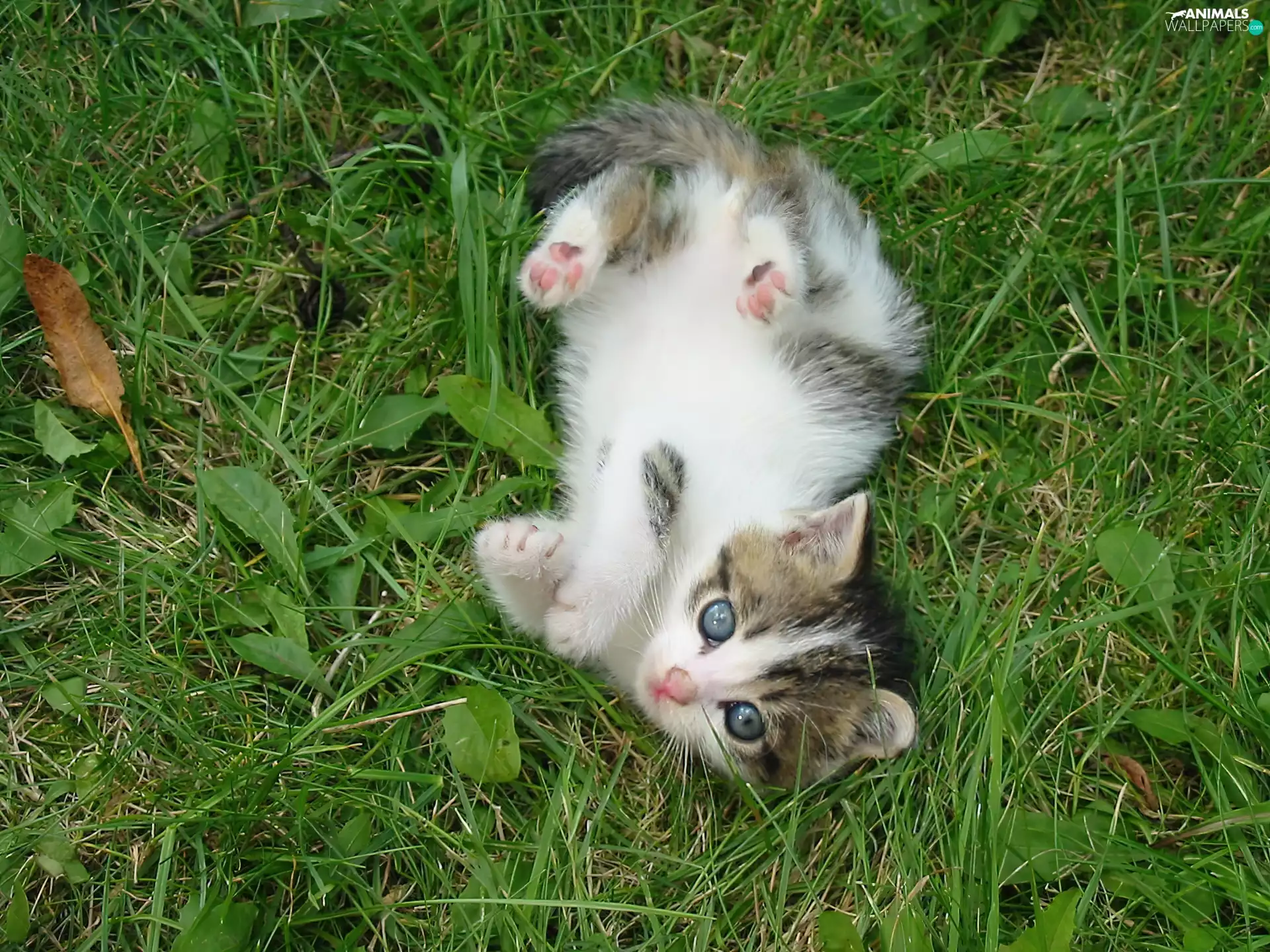 grass, small, kitten