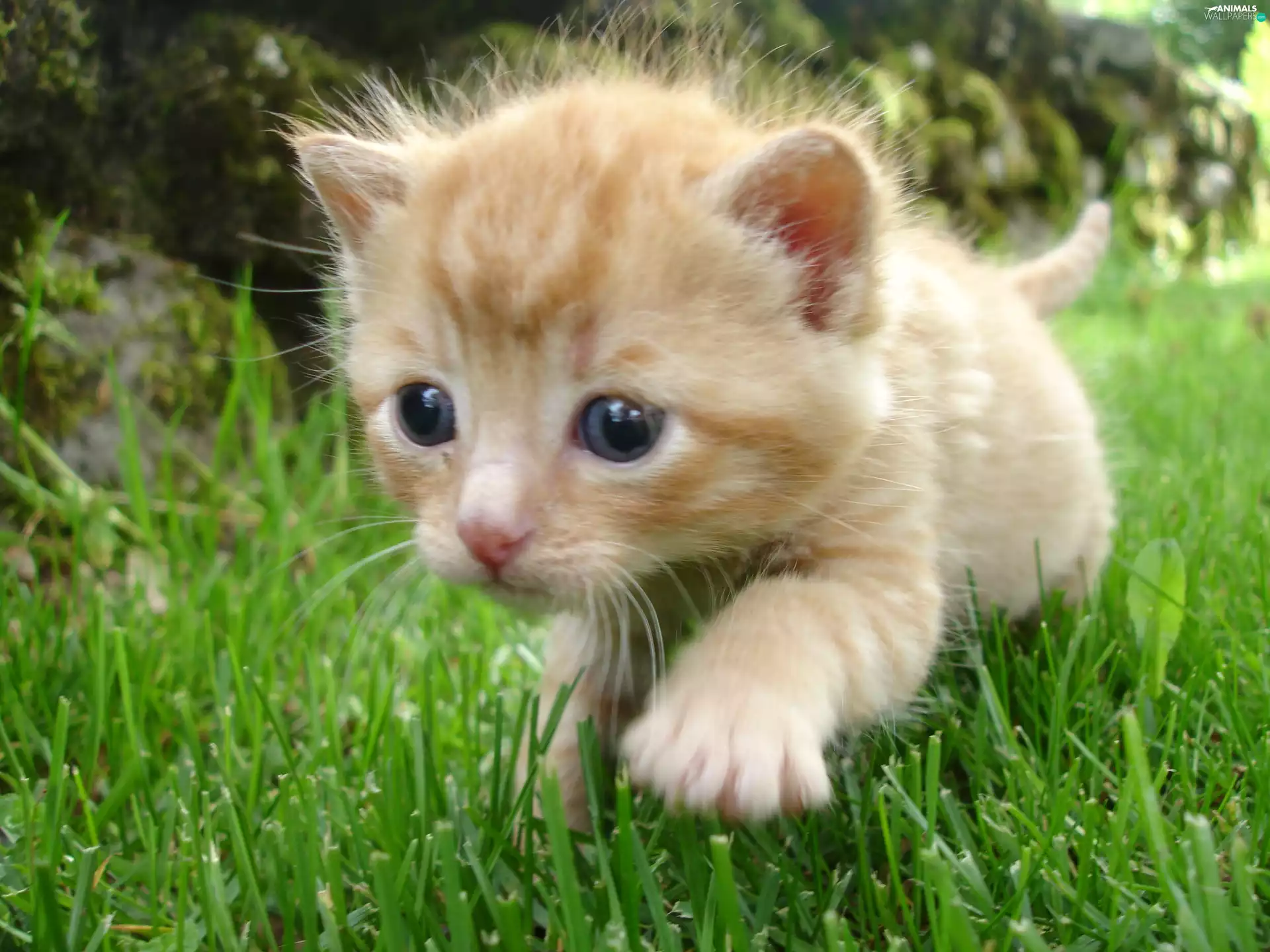 grass, small, kitten