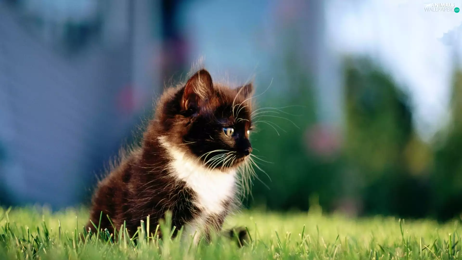 grass, thoughtful, kitten