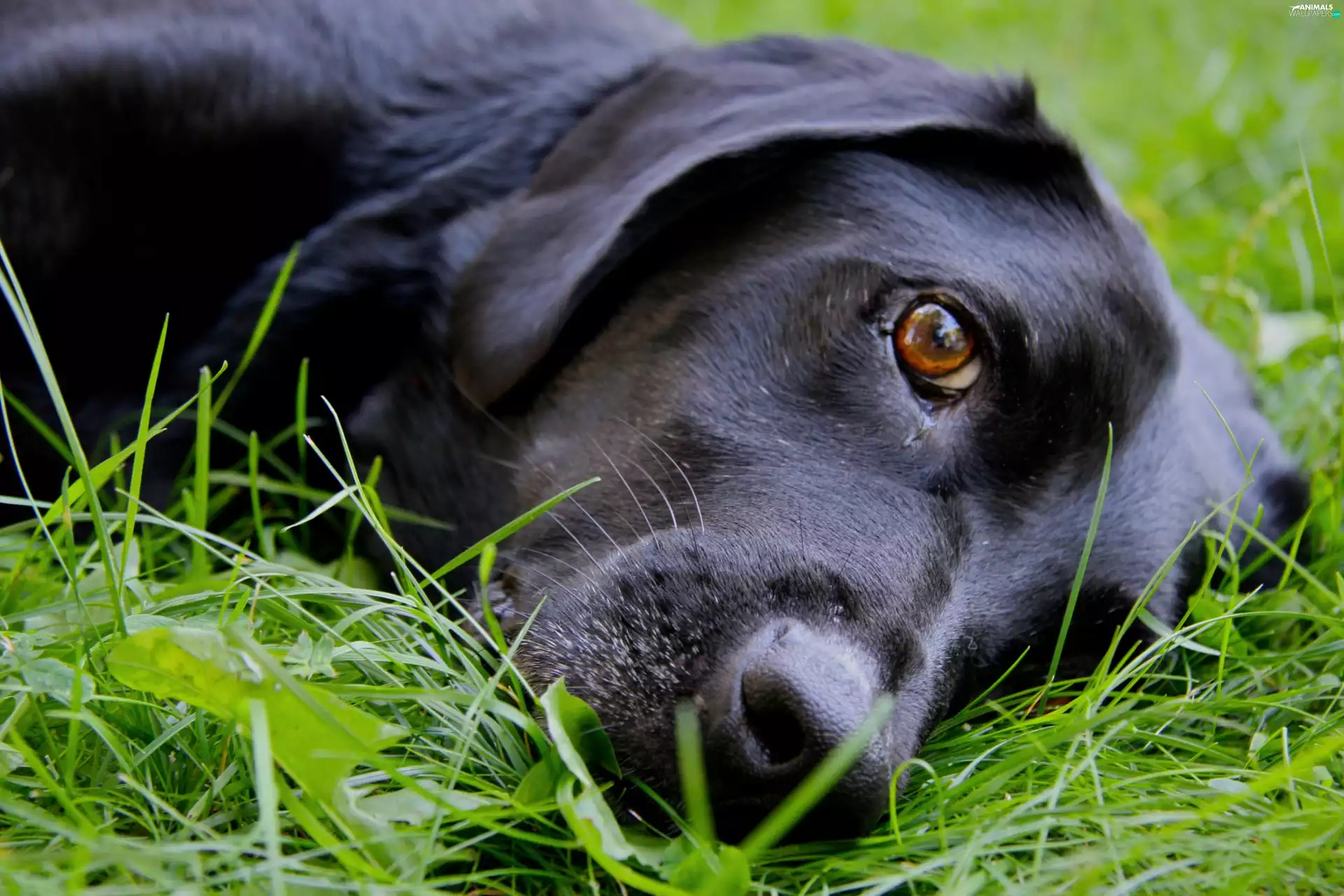 Black, grass, Labrador Retriever, dog