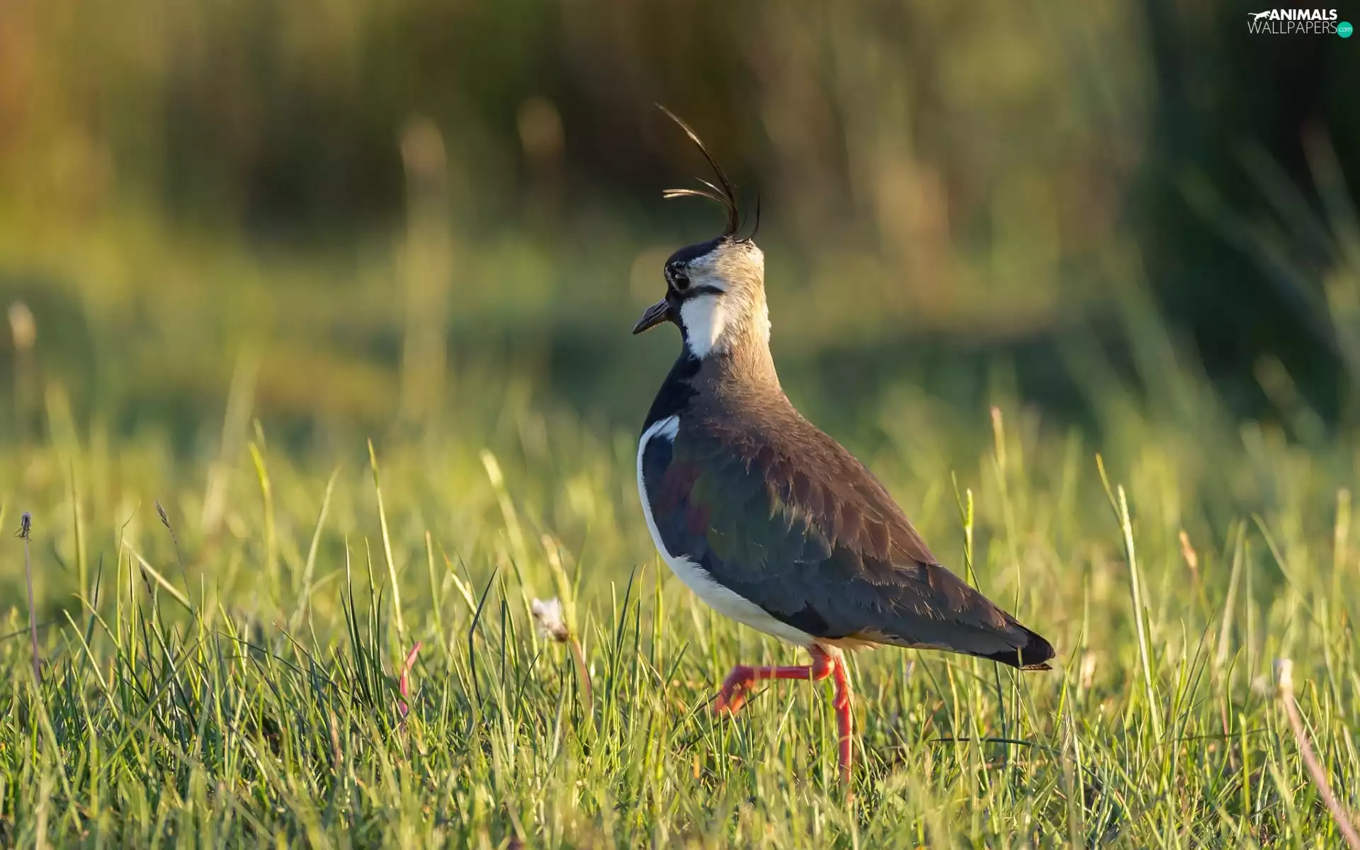 grass, Bird, lapwing