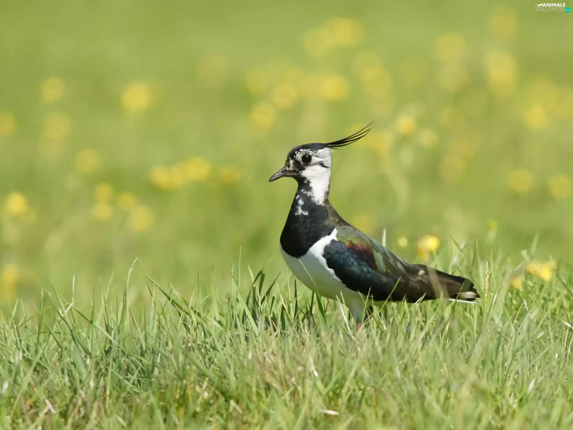 grass, lapwing