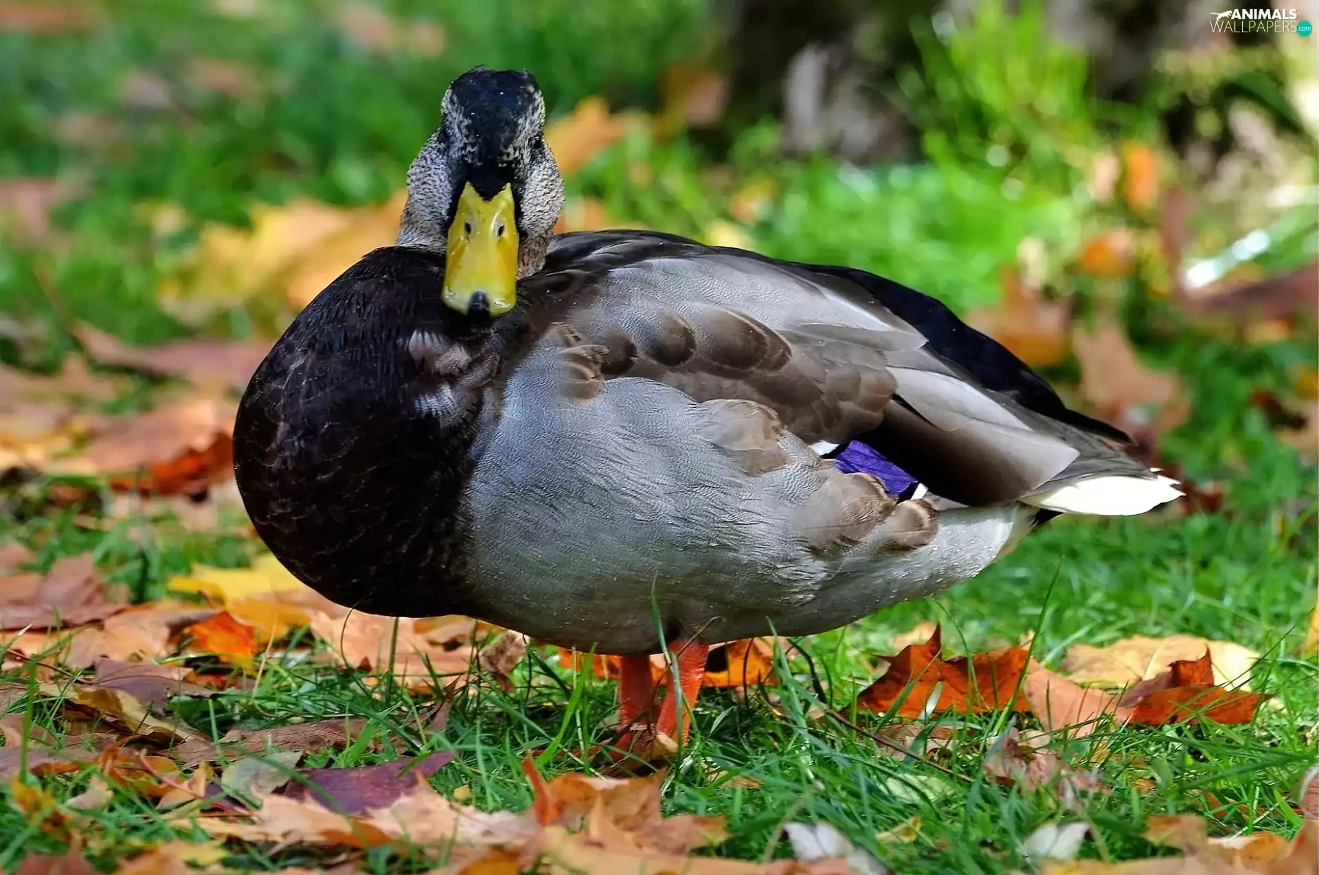 grass, duck, Leaf