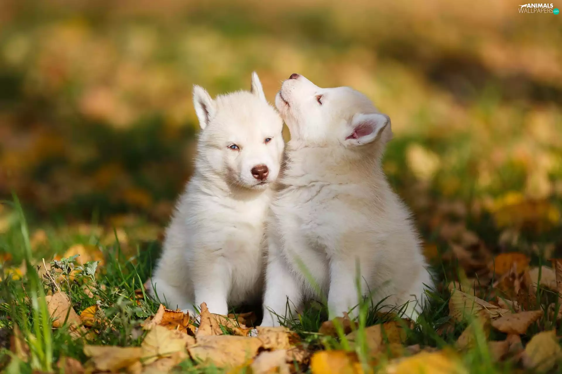 grass, puppies, Leaf