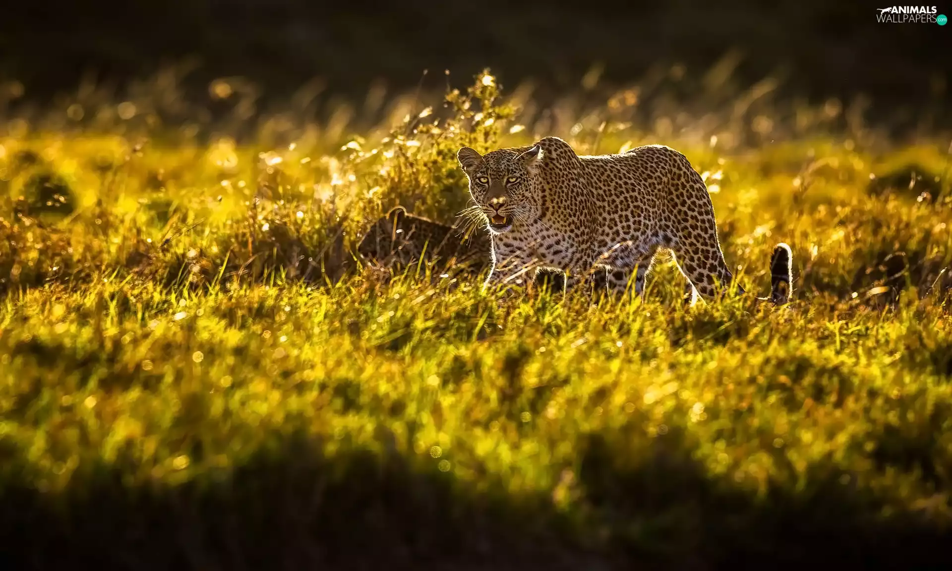 grass, reaching, Leopards