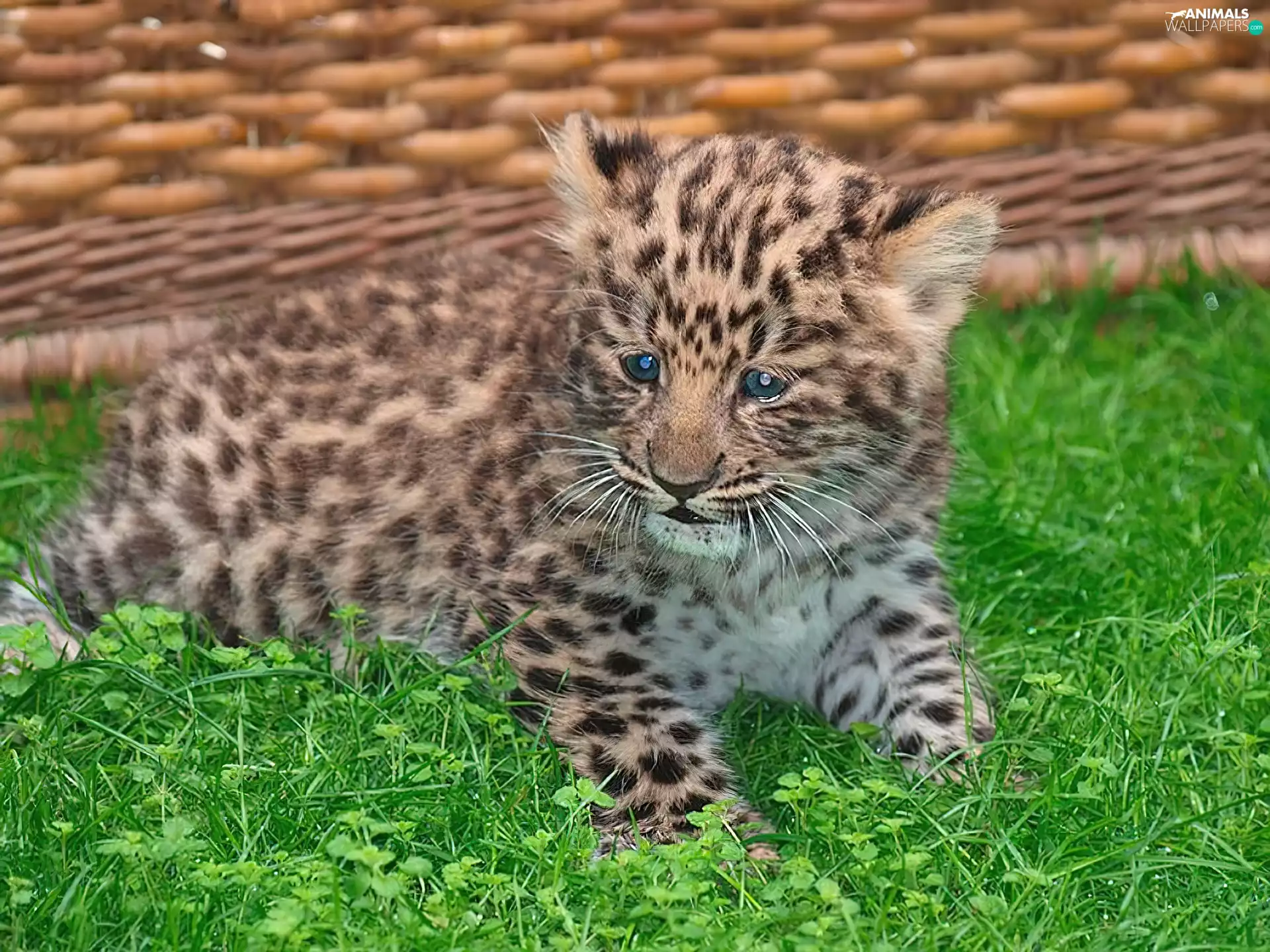 grass, small, Leopards