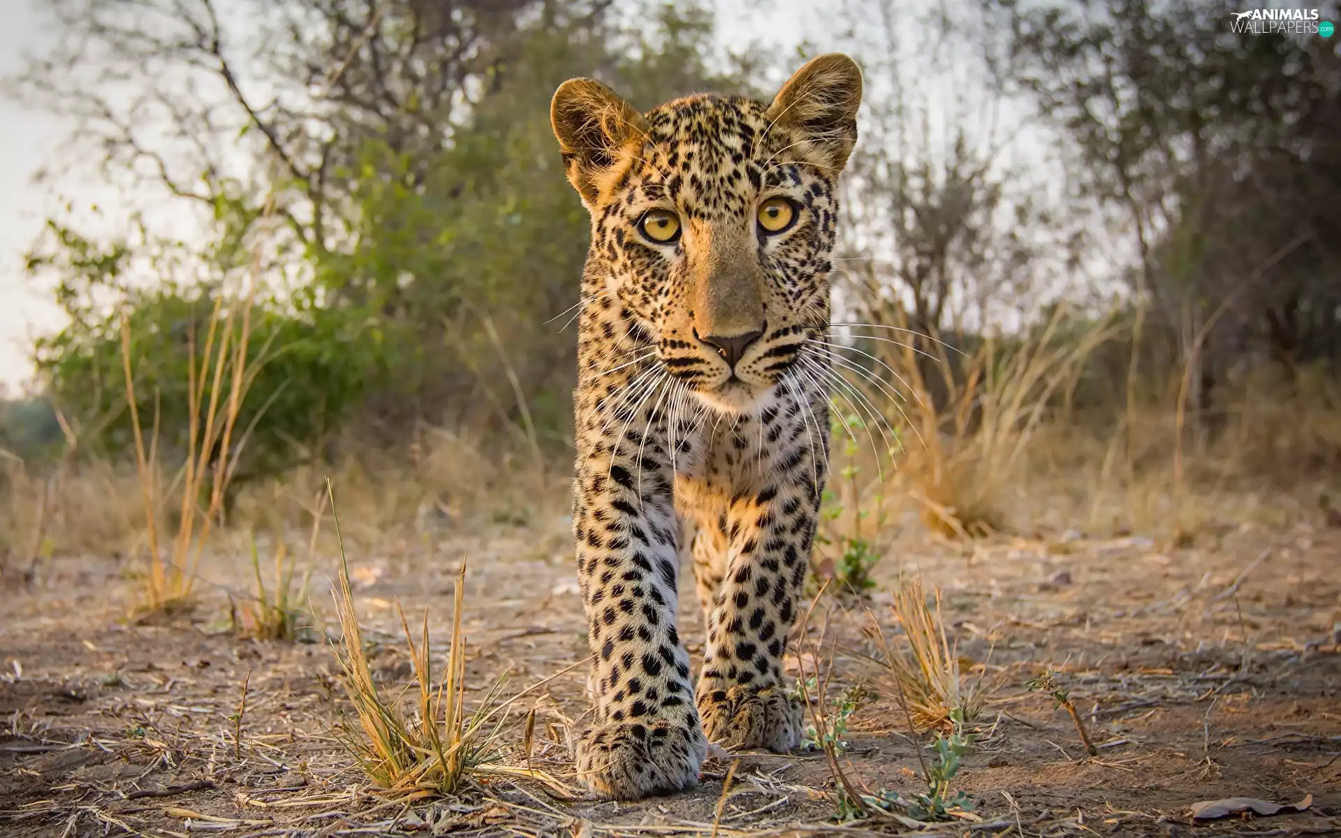Leopards, trees, viewes, grass
