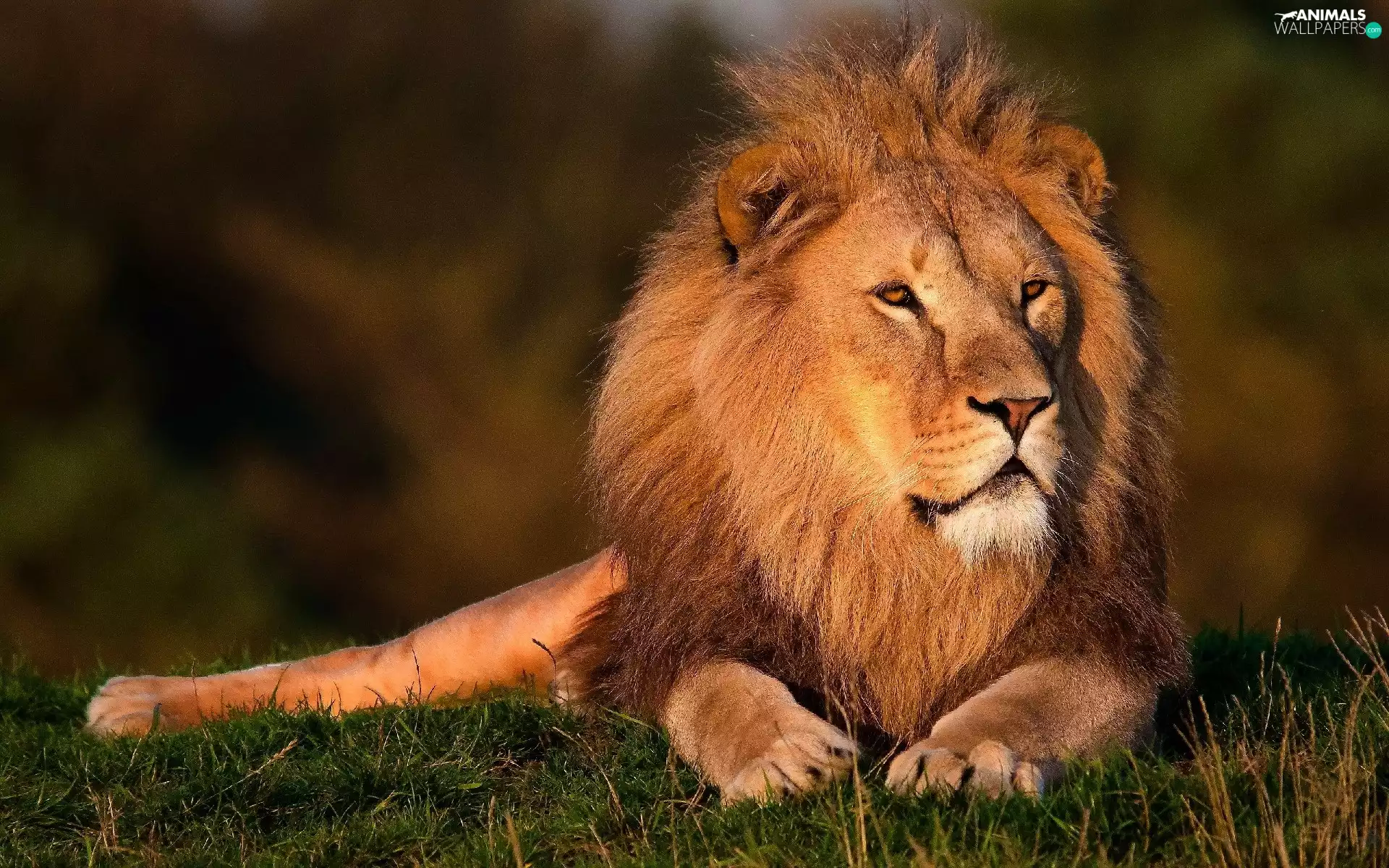 grass, king, Lion