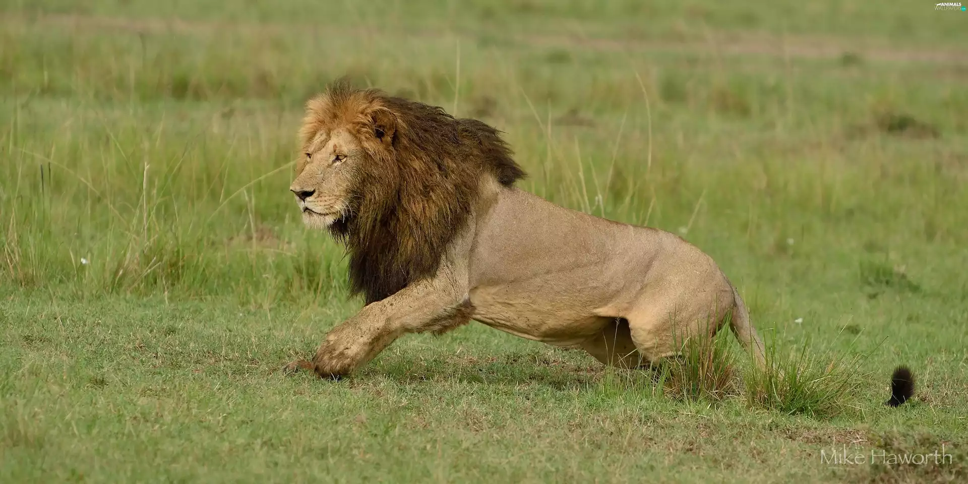 grass, running, Lion