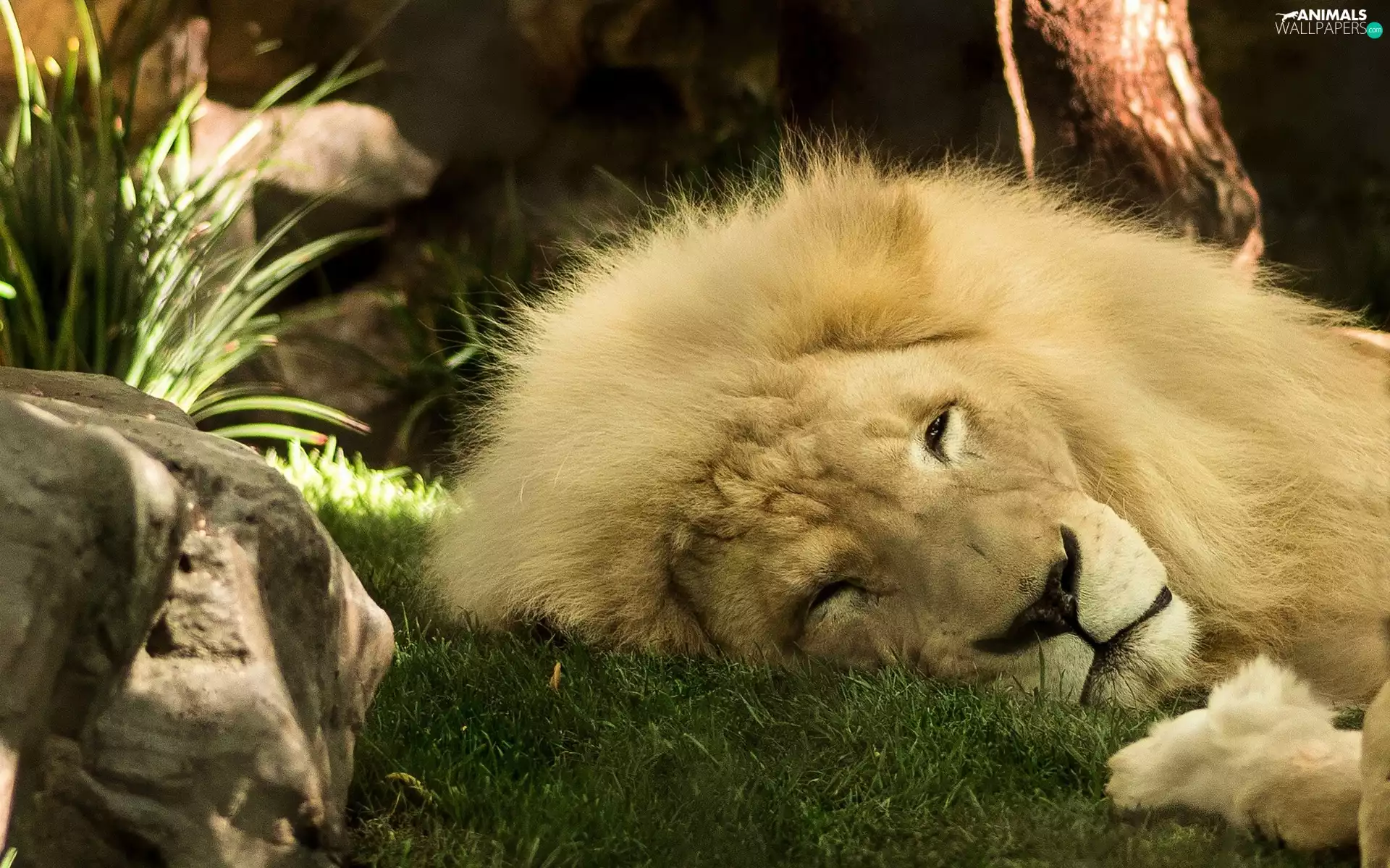 grass, sleepy, Lion