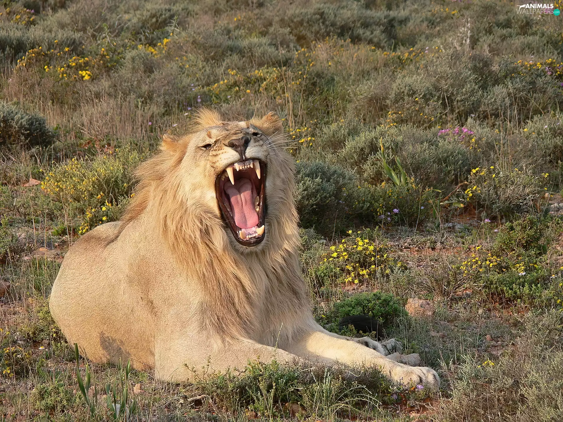 grass, yawning, Lion