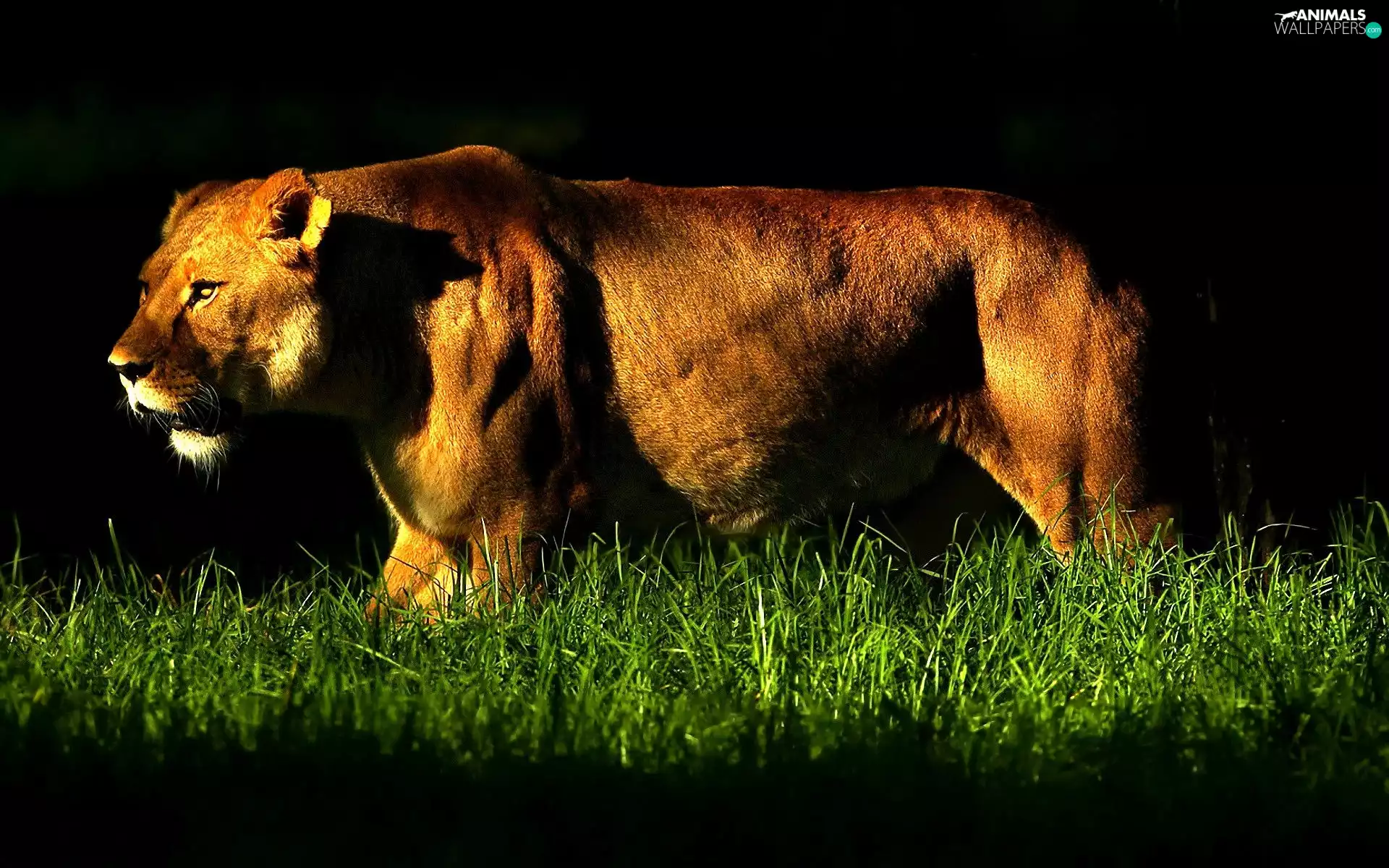 grass, vigilant, Lioness