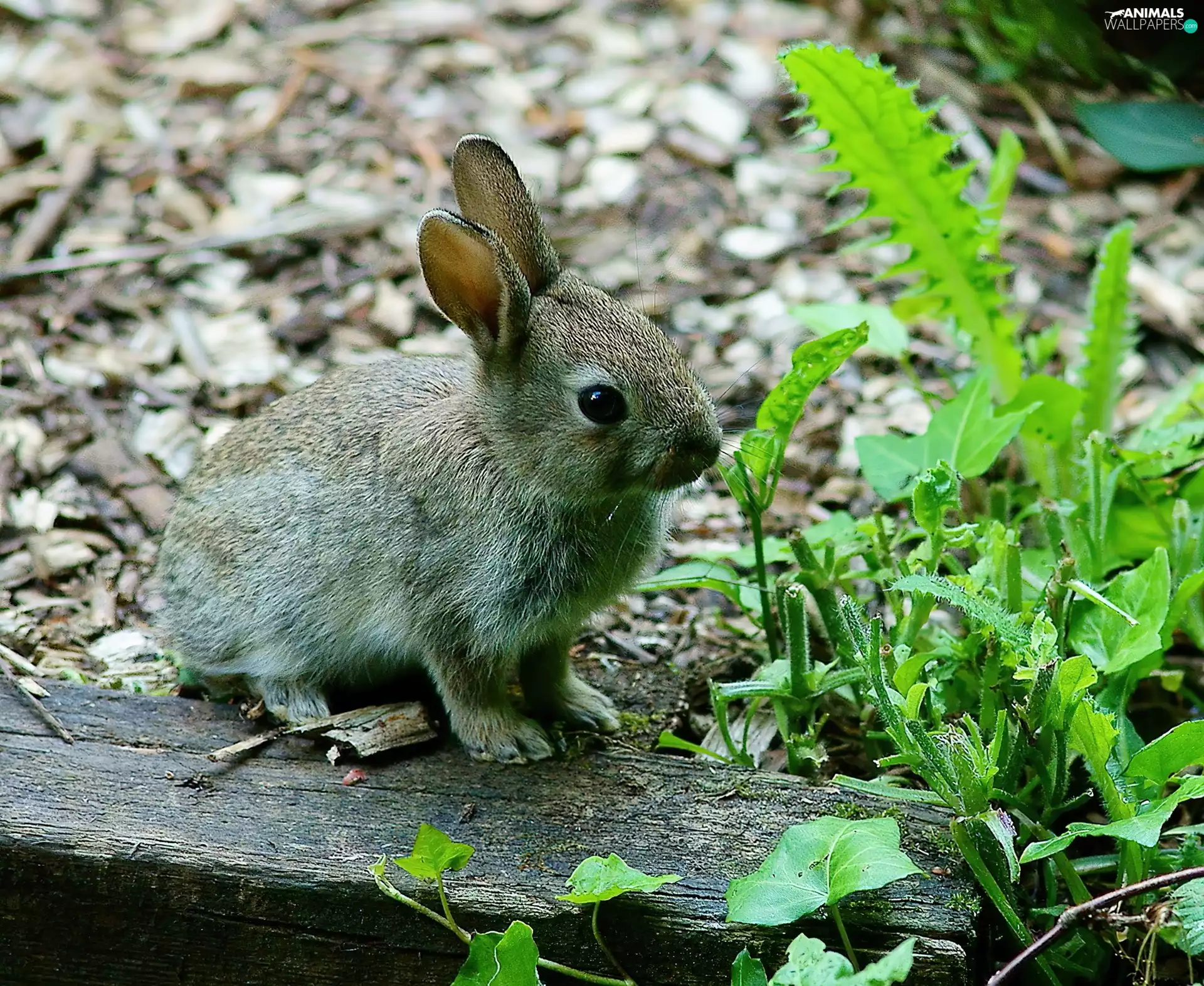grass, rabbit, log