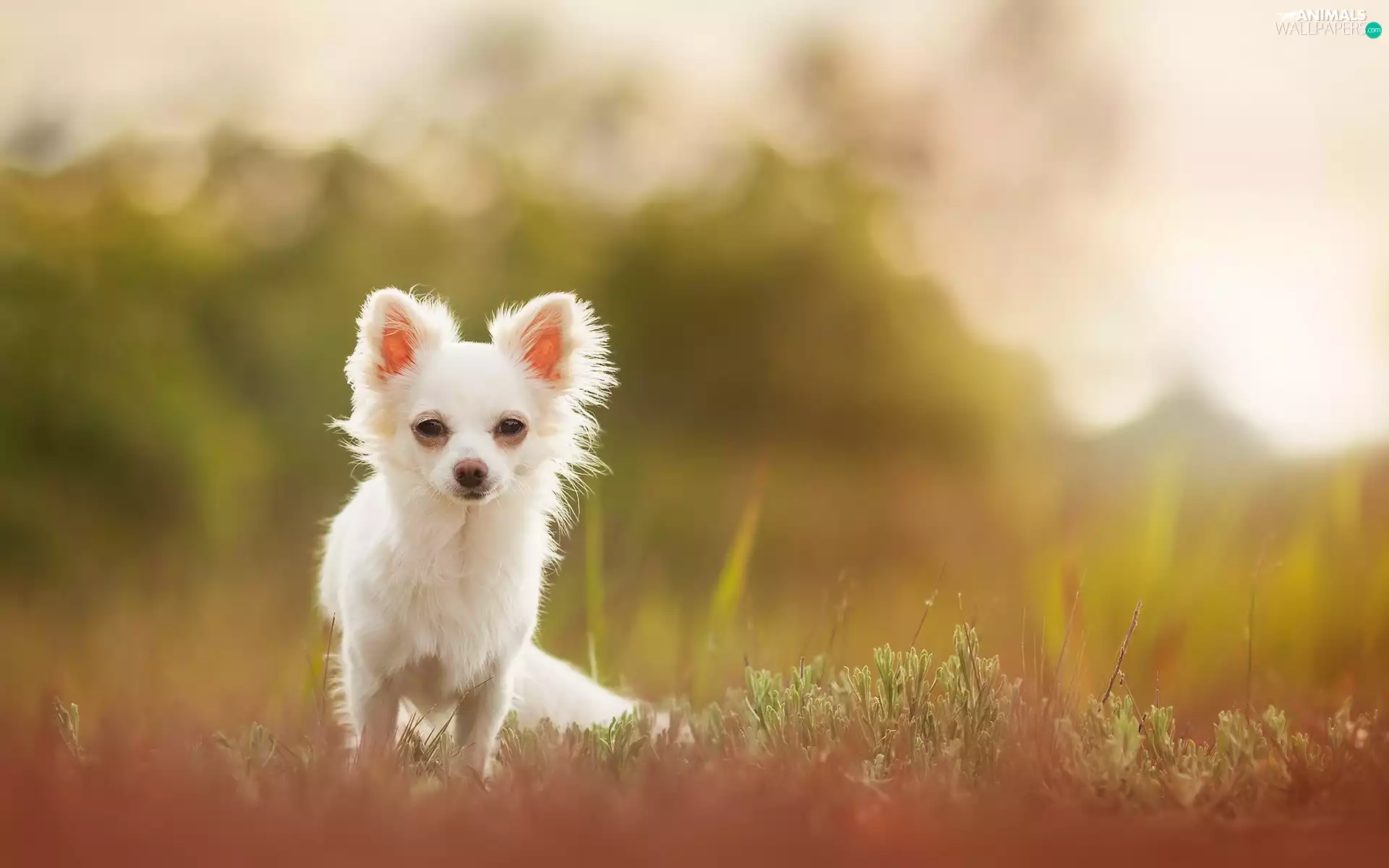 Long-haired Chihuahua, grass