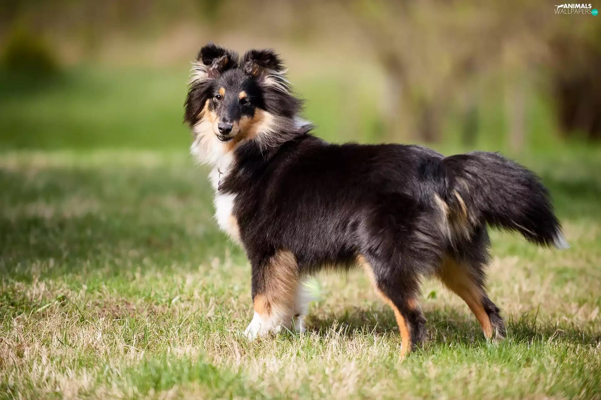 grass, dog, Longhaired