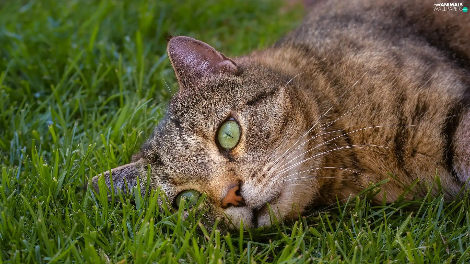 cat, grass, lying, dun, gazing
