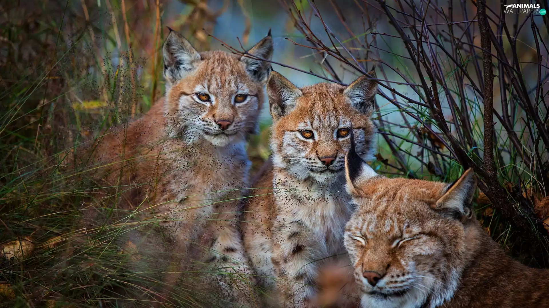 grass, Three, lynx