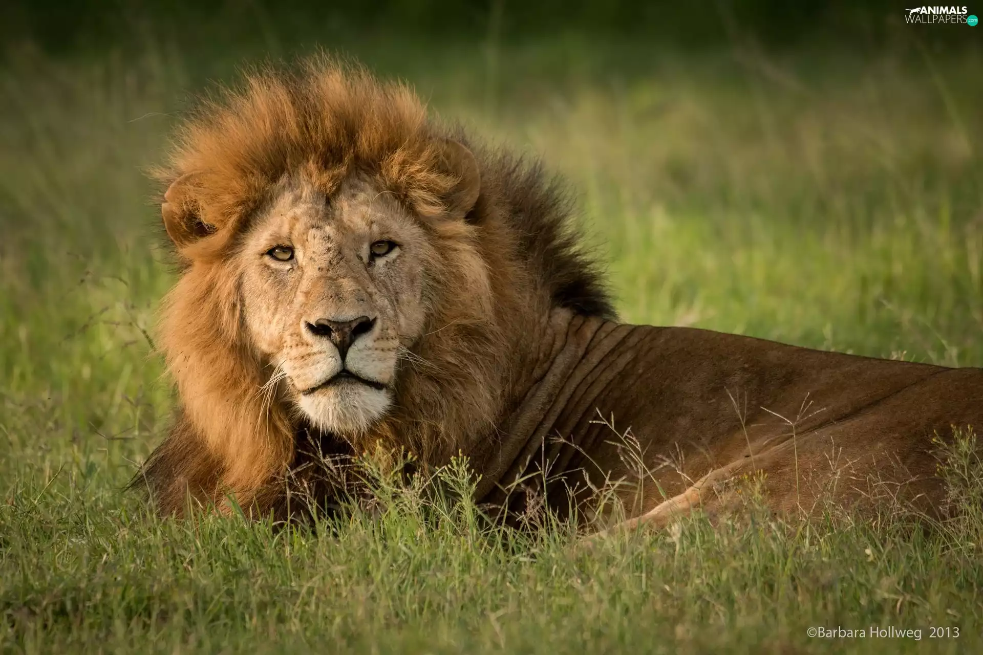 grass, Lion, mane