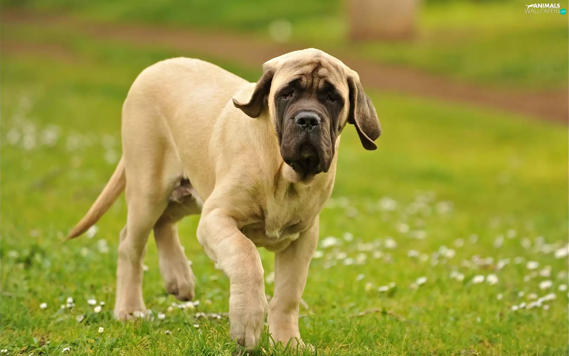 grass, young, mastiff