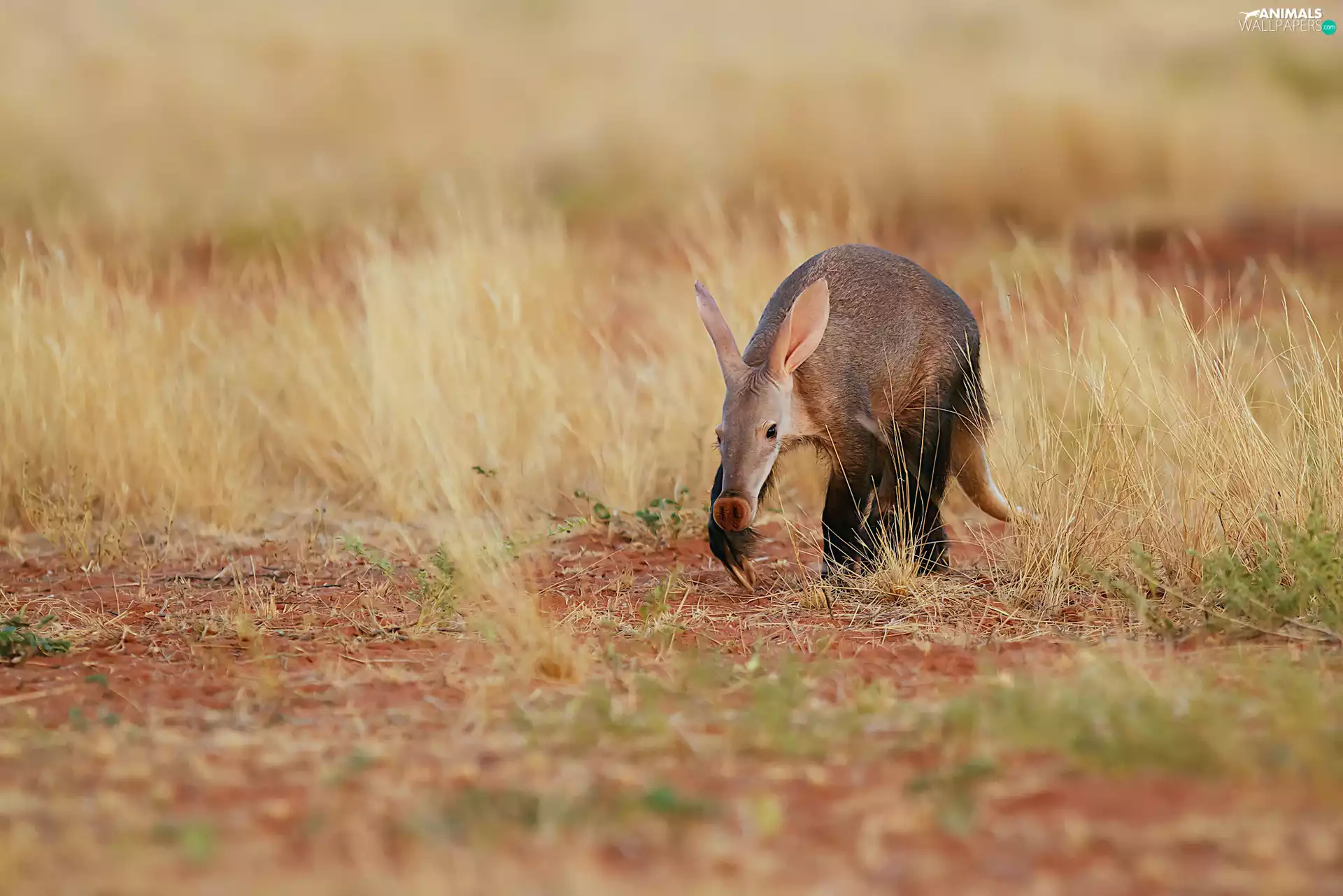 grass, anteater, Meadow
