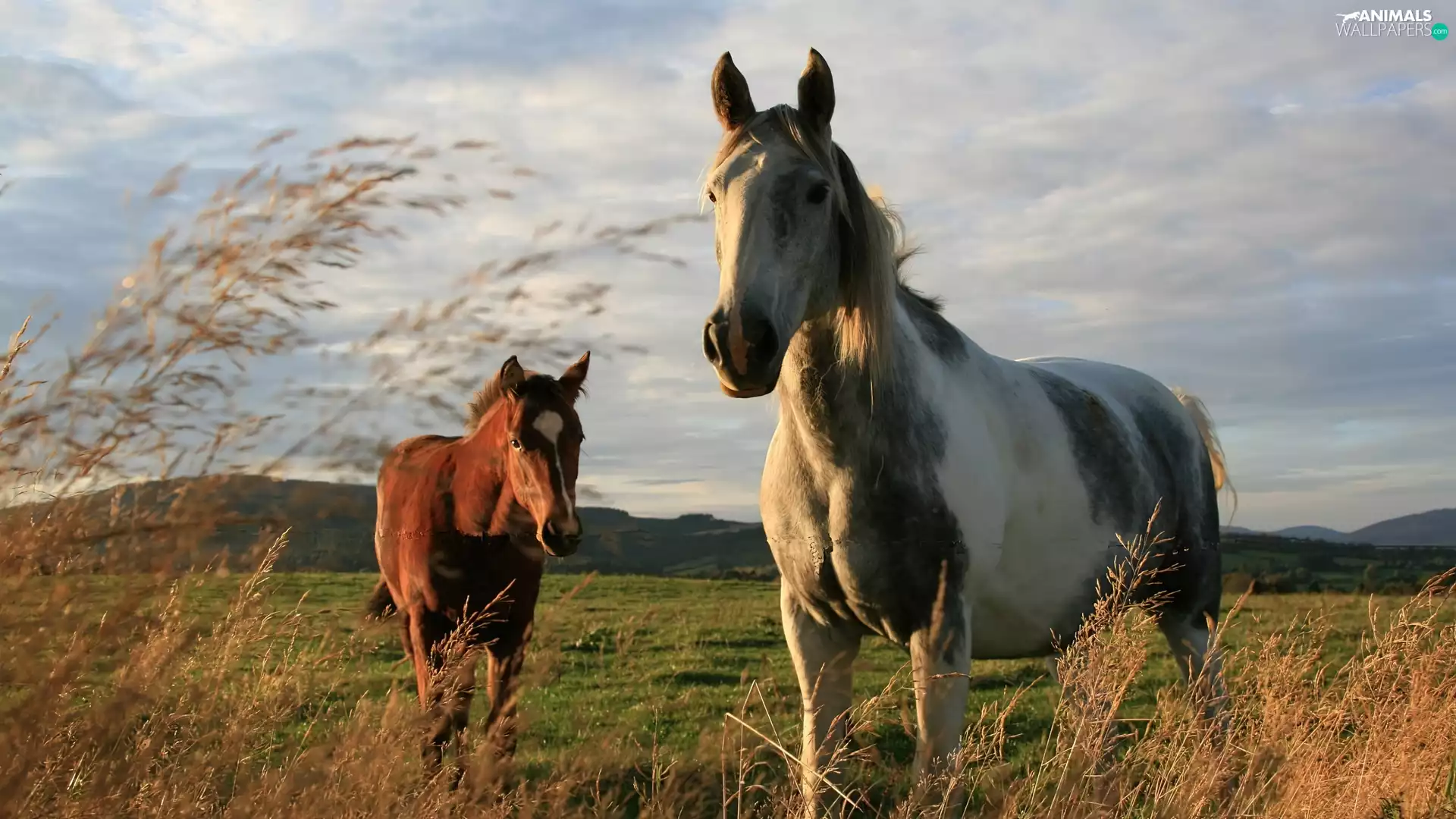 grass, bloodstock, Meadow