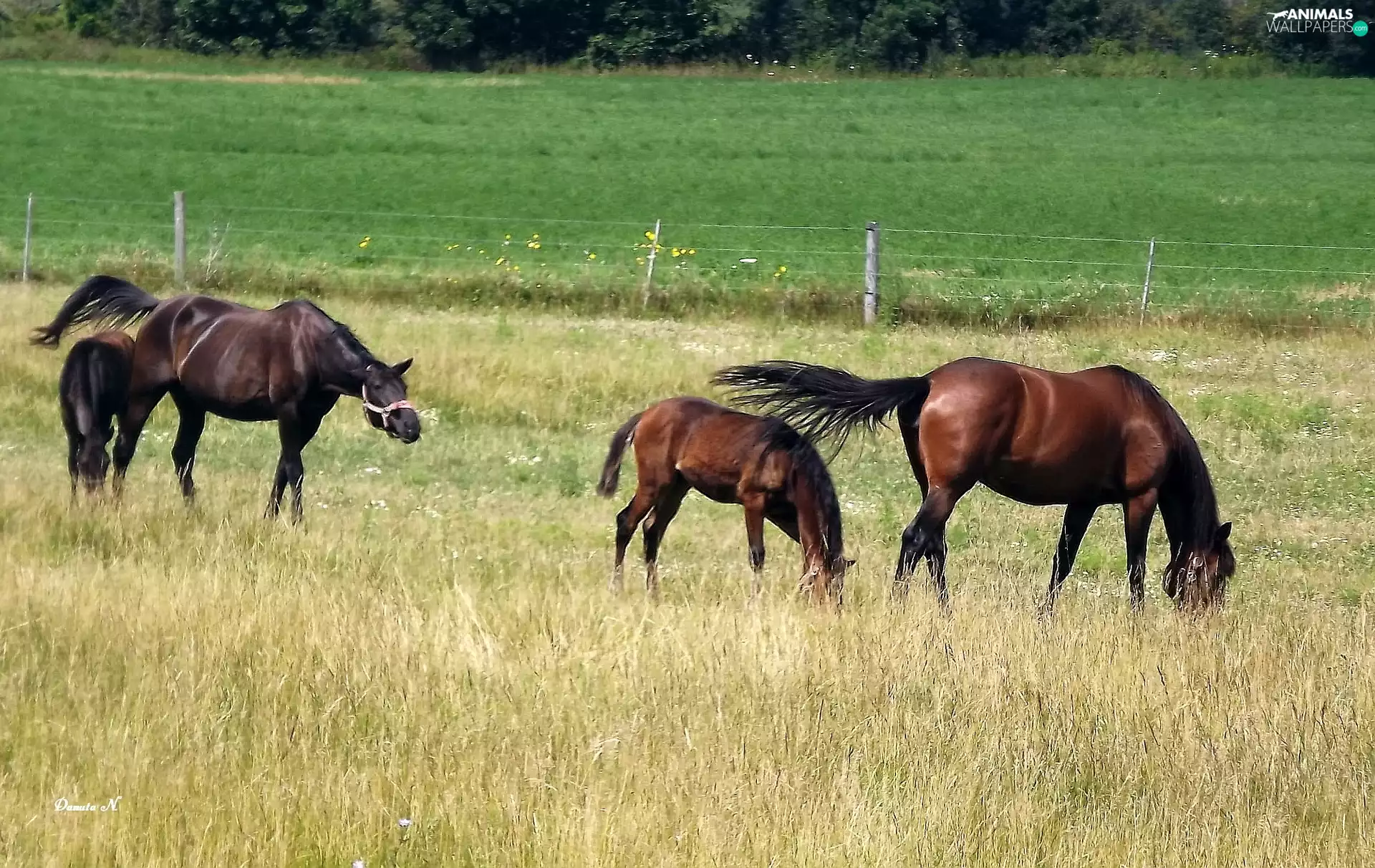 summer, grass, Meadow, pasture, bloodstock