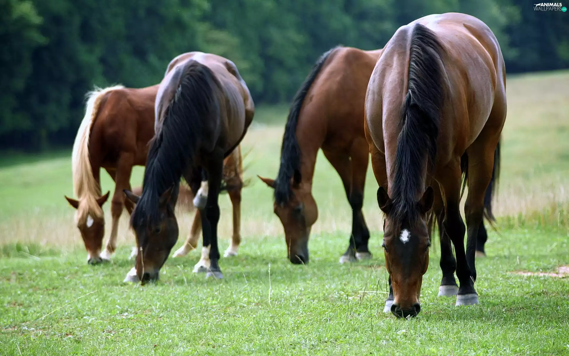 grass, bloodstock, Meadow