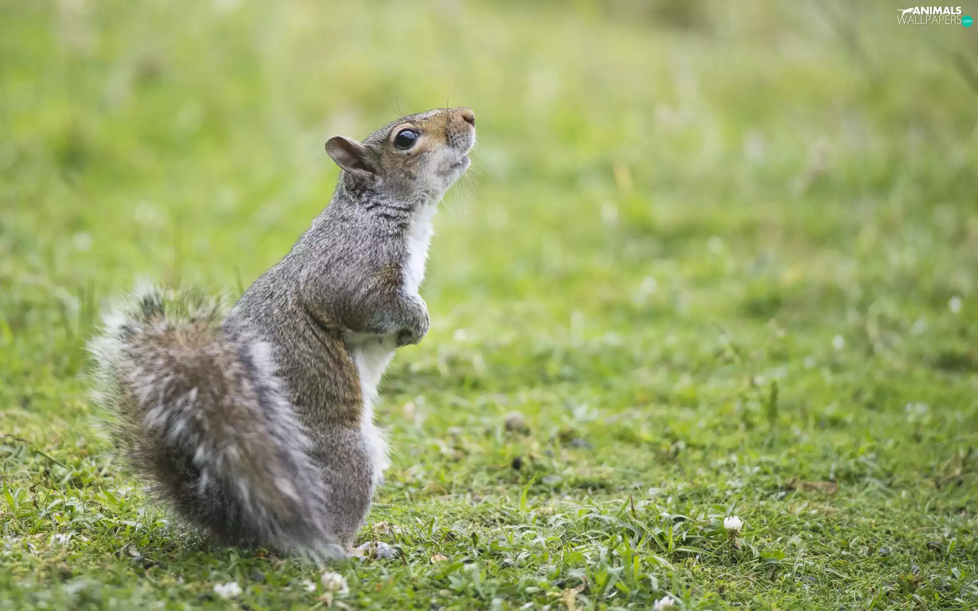 grass, squirrel, Meadow