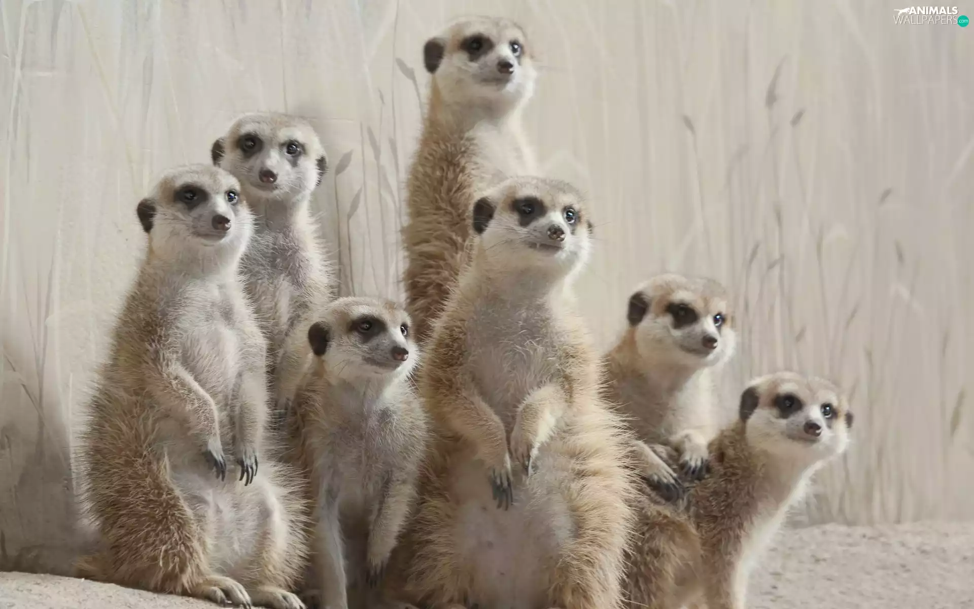 grass, Family, meerkats