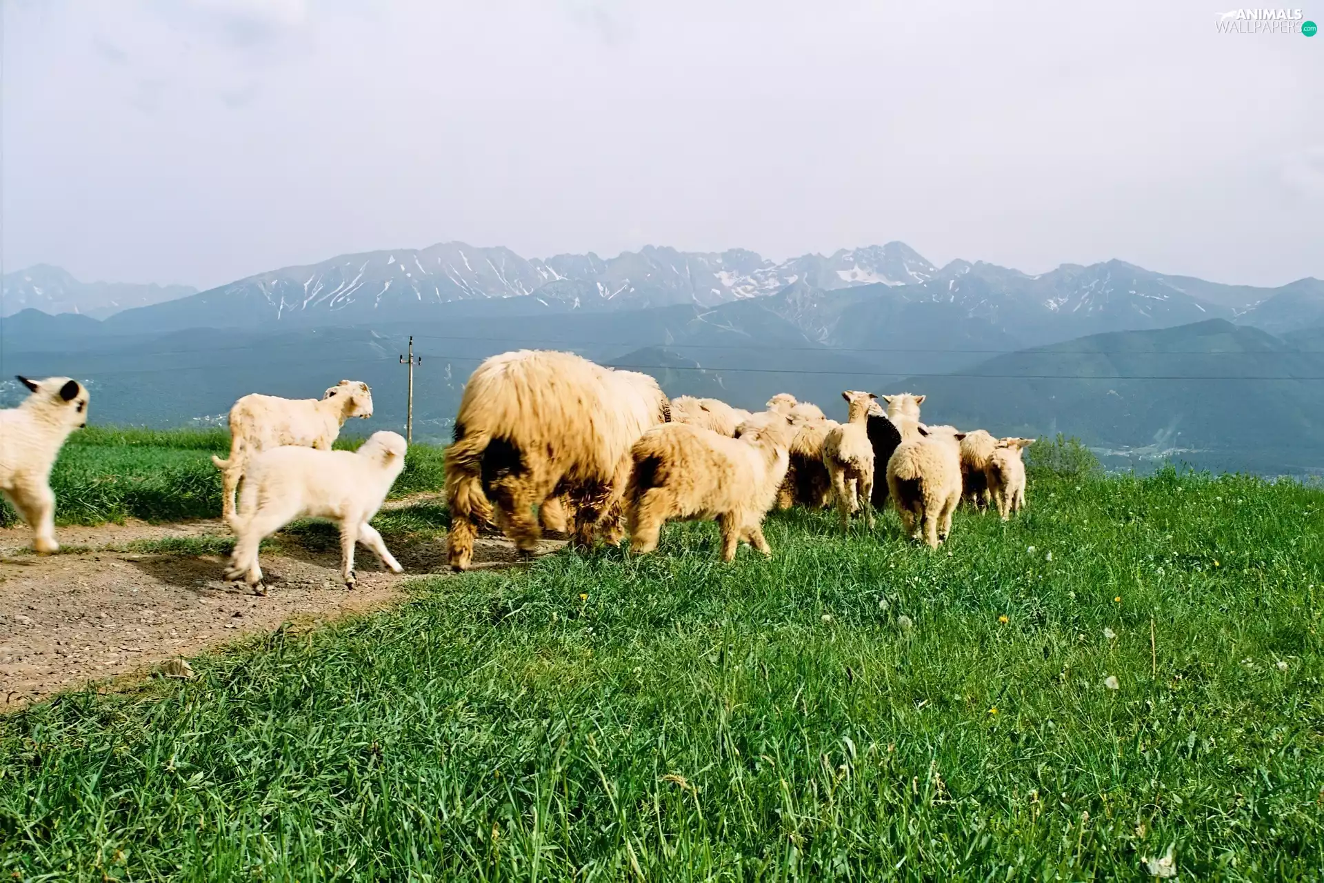 grass, Sheep, Mountains