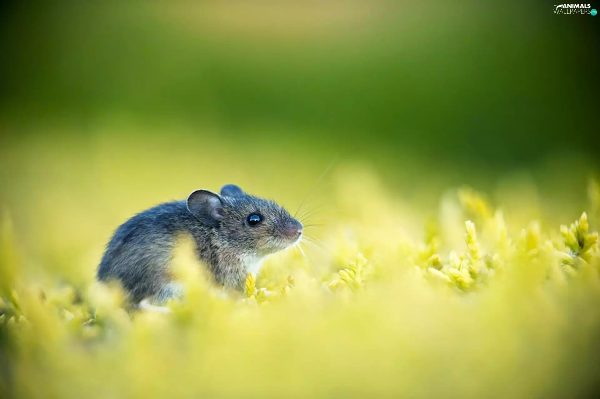 grass, Field, mouse