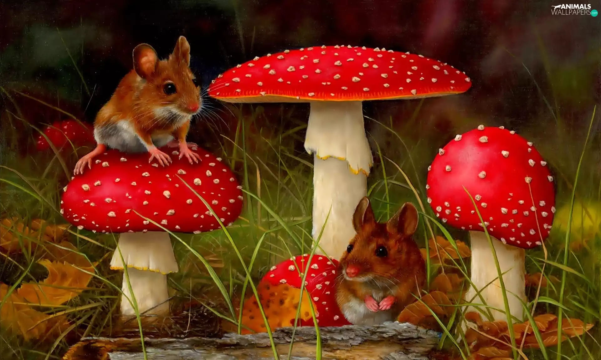 Leaf, grass, mouse, toadstools, Two