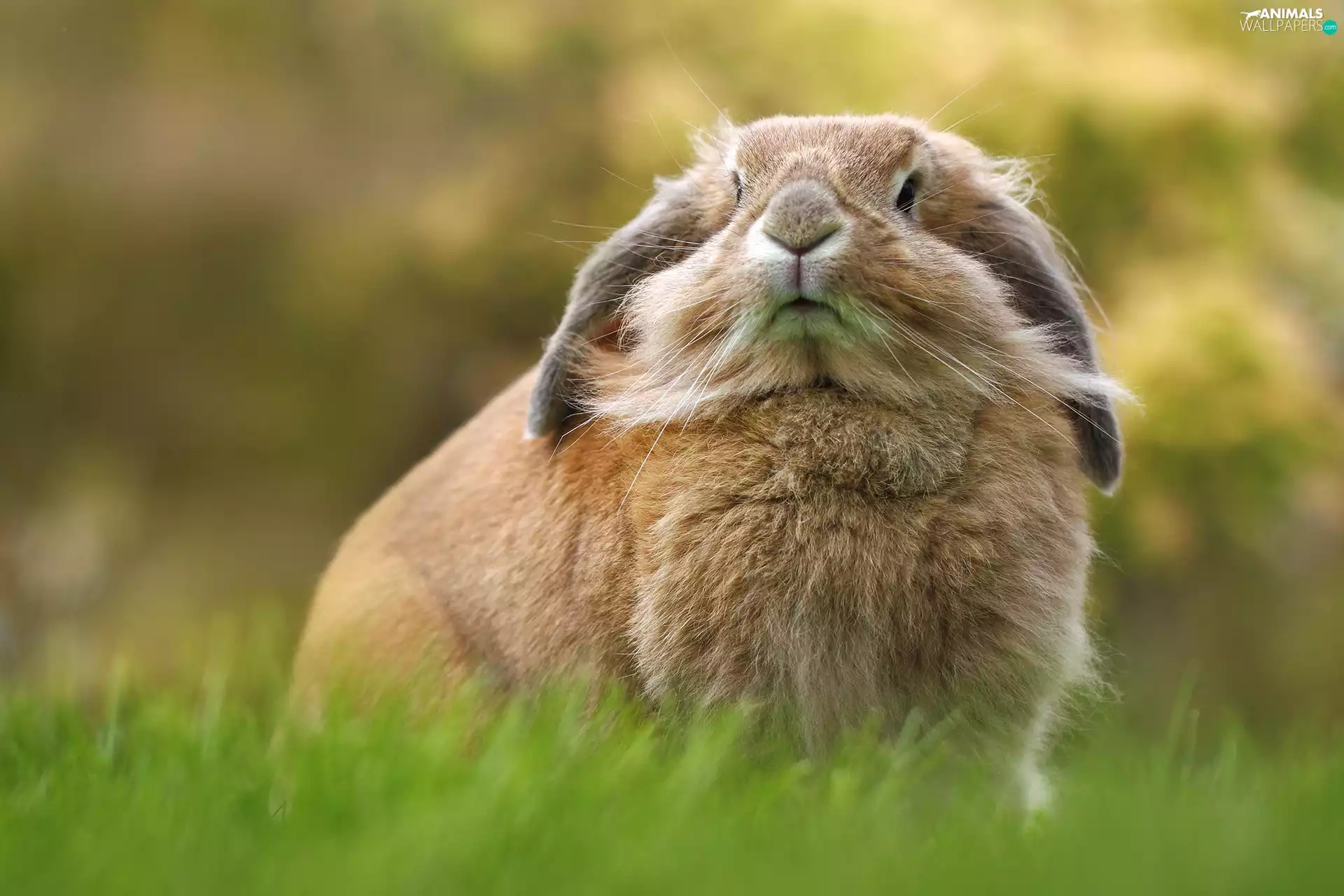 grass, Rabbit, mouth