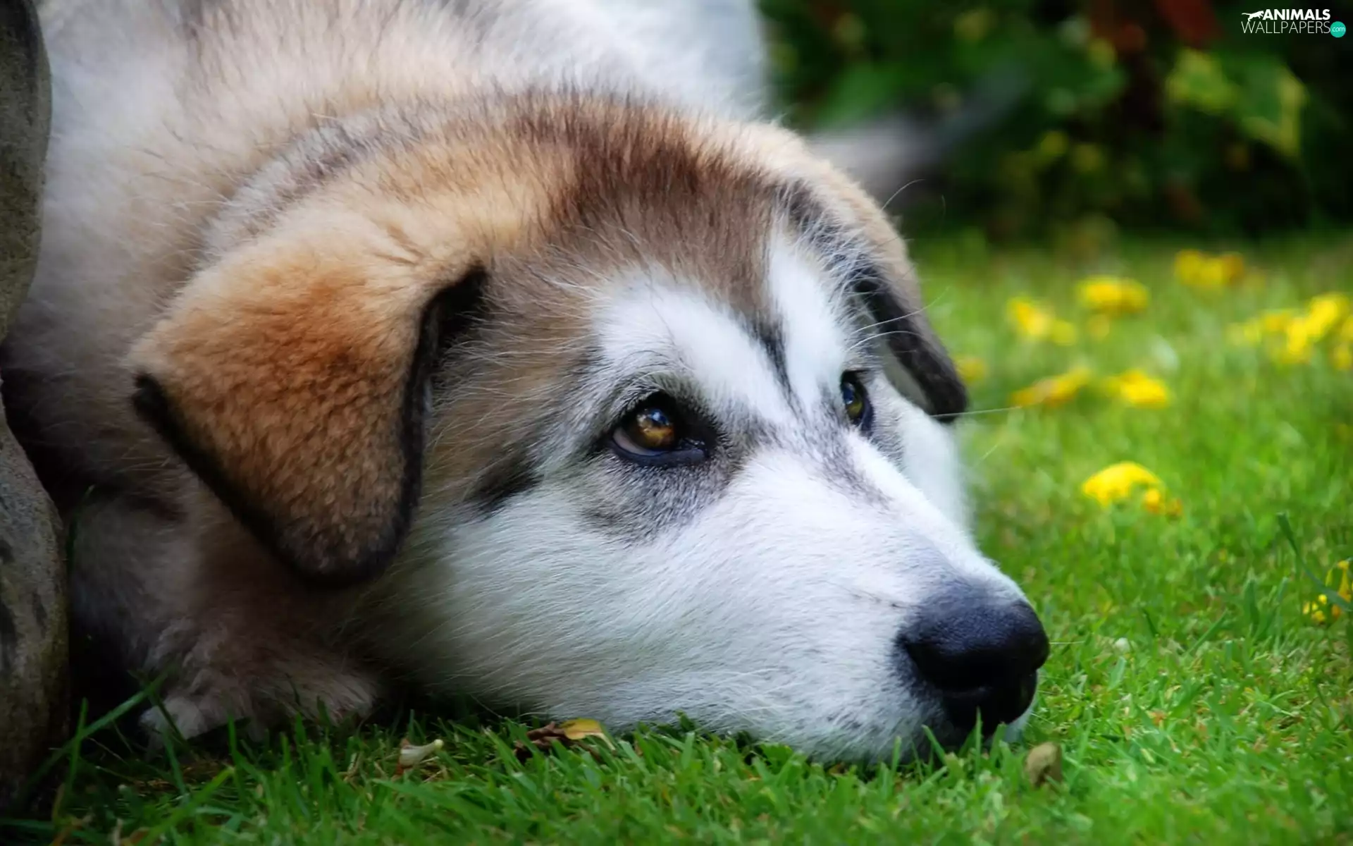grass, Puppy, muzzle