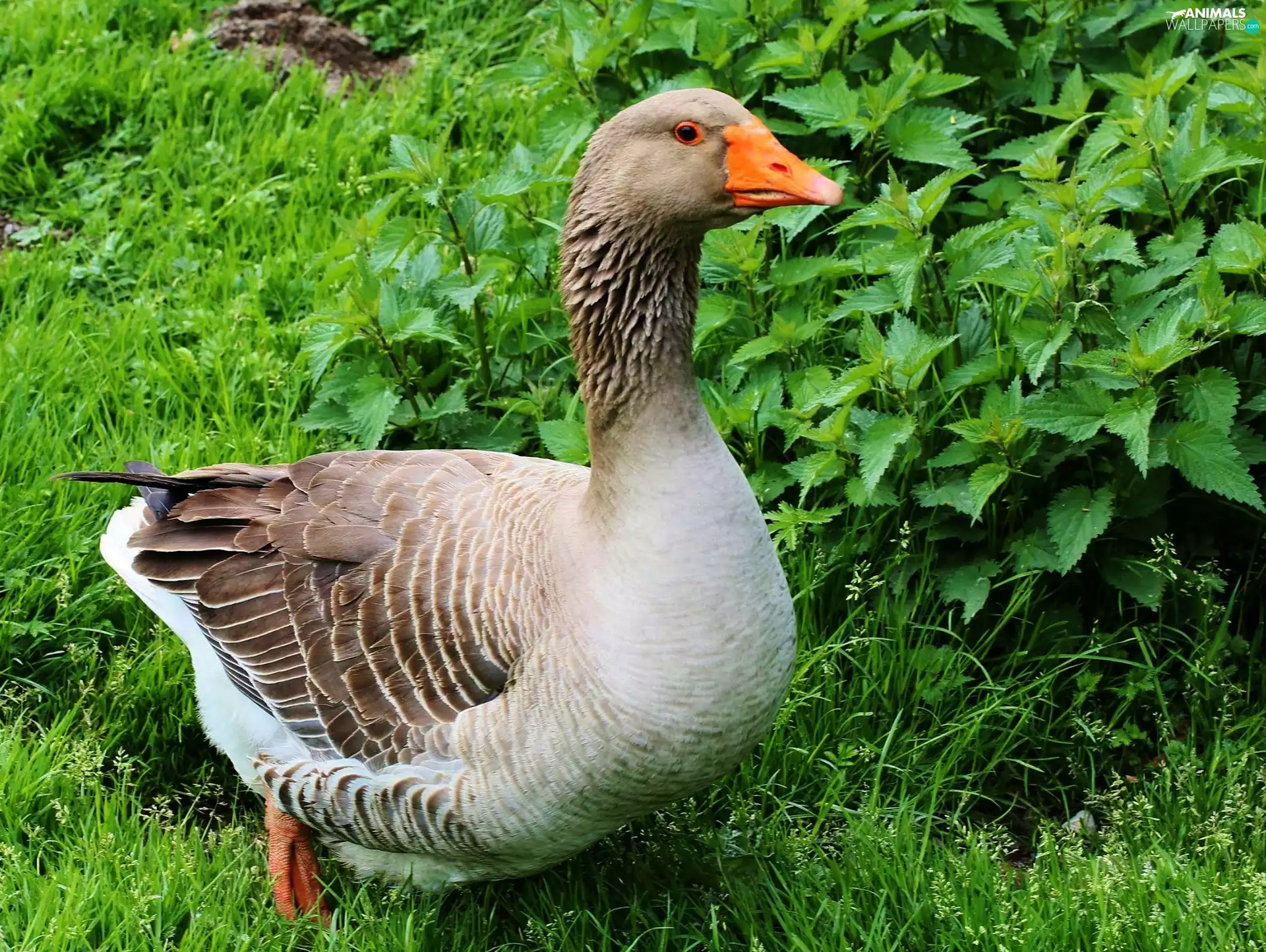 grass, goose, nettle