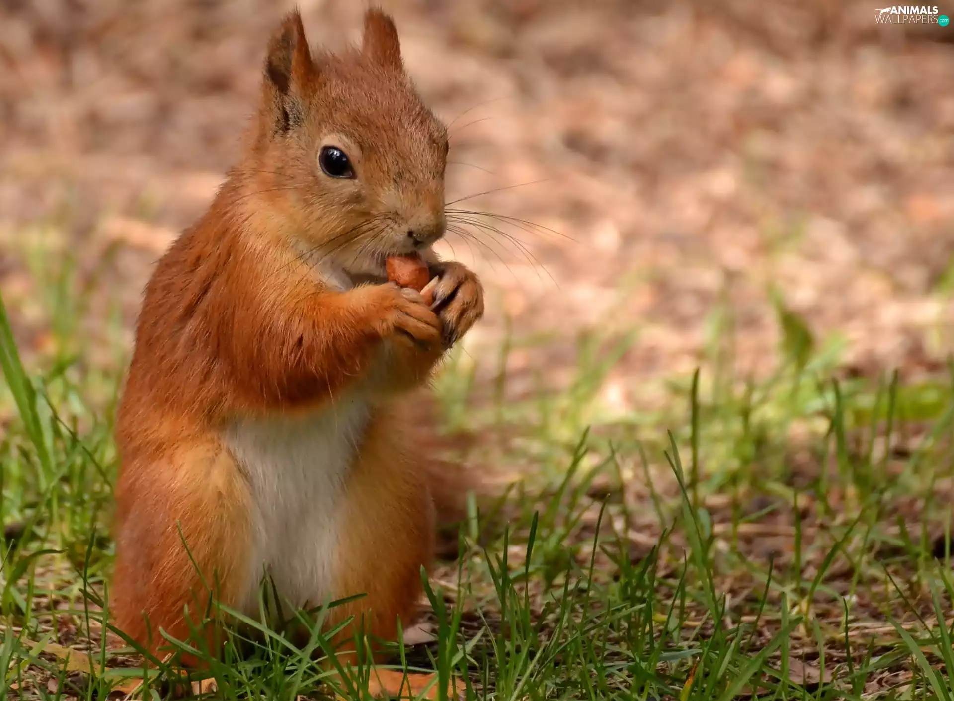 grass, squirrel, nut